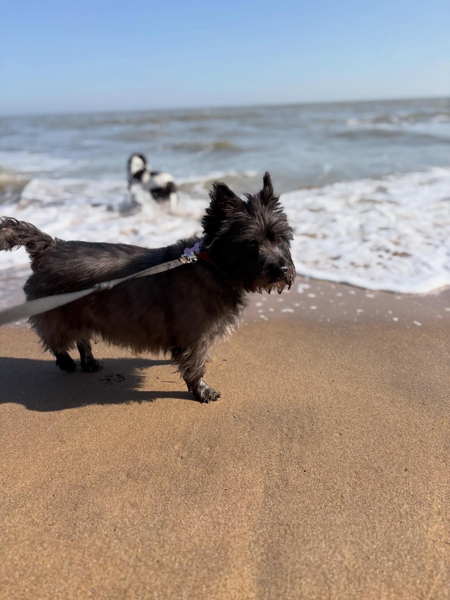 Two walks today with my new besties 🥹 🐾