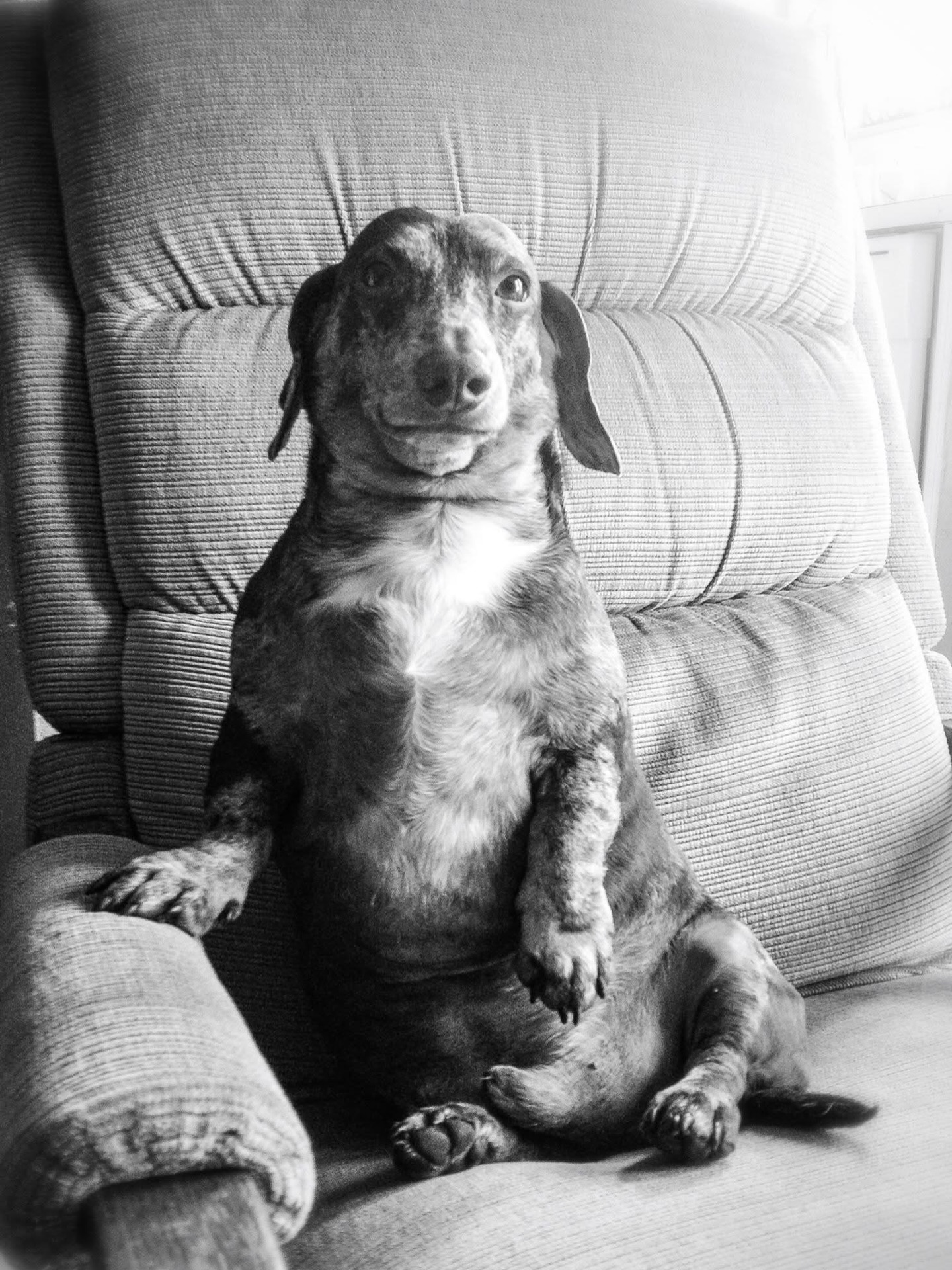 10 years ago today we lost our Diggie Boy. Missing you buddy! Comment your pup’s name that has gone across the rainbow bridge in the comments if you feel up to remembering them today. 💜