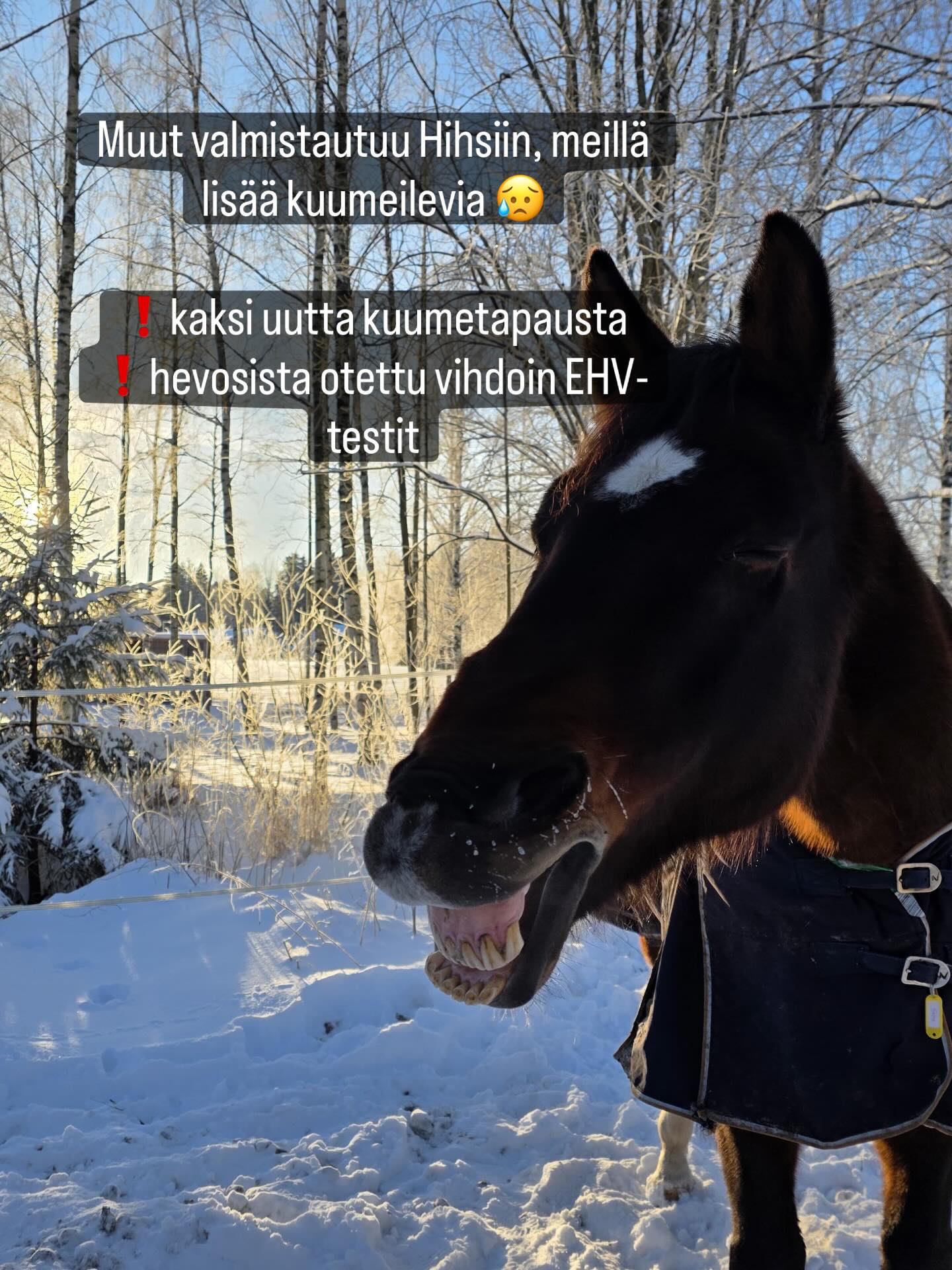Tilanne on aika kurja. Meillä piti olla huomenna 4 ratsukkoa @helsinkihorseshow, mutta ollaankin tilanteessa, jossa hoidetaan kuumeilevia hevosia ja rukoillaan, että meidän tauti ei olisi se sama, johon Tuomarinkylässä on kuollut meidän tietojen mukaan jo 7-8 hevosta. 😭
Meillä nousi kuume tänään Quincelle ja Rellulle. Kuumeilevia hevosia on siis tähän mennessä yhteensä 7. Lisäksi muutamalla hevosella on ollut vatsavaivoja ja apeutta.
Oireita on maneesin molemmissa ruunalaumoissa. Tammat ja Puikkosen hevoset ovat toistaiseksi säilyneet ilman oireita.
Tammoilla on maneesissa omat valkat ja hoitopaikat ja Puikkosen hevosilta on evätty pääsy maneesiin toistaiseksi. Omat ihmiset ovat olleet supertarkkoja. Toivotaan että saataisiin pidettyä puikkosen hepat ja tammat terveenä 🤞
Tänään saatiin myös vihdoin eläinlääkäri ottamaan hevosista EHV-testit. Tällä hetkellä Viikin ohje on testata kaikki oireilevat. Tulokset saadaan mahdollisesti jo perjantaina.
Olkaa kaikki tosi tosi tarkkana. Oli tämä meidän tauti mikä tahansa, niin tätä ei kyllä kukaan omille hevosilleen halua.
Tuomarinkylään halutaan lähettää paljon lämpimiä ajatuksia ja tsemppiä ❤️