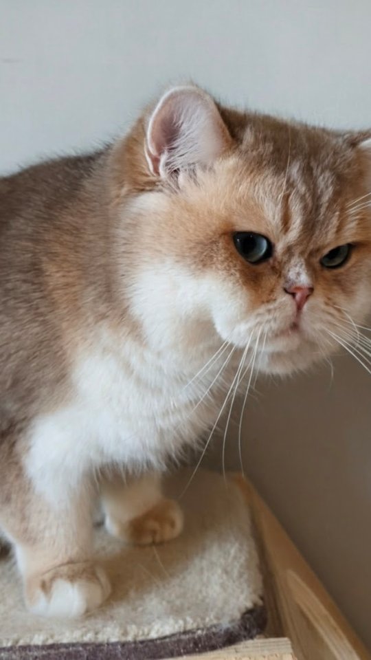 Ziz and Zaza's Dad, The majestic blue-eyed blue gold and British short hair. Solomon is a huge bear of a cat though he weighs only 12 lbs.
#loveofbrits #britishshorthair #blueyedcat #bluegoldenbritish #dbe
