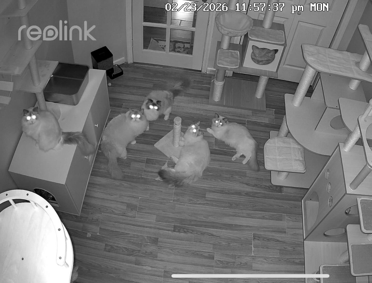 I opened the camera last night and the cats were stunned that I interrupted their secret board meeting… Should I be concerned? 🤣
•
•
•
•
•
•
•
•
•
•
#ragdoll #cats #catlover #cat #catsofinstagram
