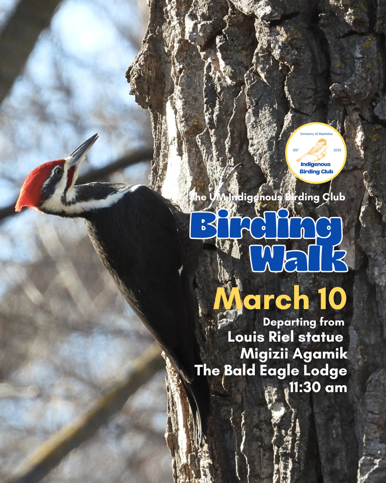 Join us for a relaxed, 1.5-hour birding walk that begins at Migizii Agamik – Bald Eagle Lodge. We’ll gather at 11:20 a.m. by the Louis Riel statue, with the walk starting promptly at 11:30 a.m. The walk will take us to King’s Park, or another nearby location, at a leisurely pace, allowing us to enjoy our feathered relatives in the green spaces on and near campus.
These walks are open to BIPOC (Black, Indigenous, and People of Colour) folks and allies who share our belief that birding is for everyone, regardless of experience. Whether you’re new to birding or a seasoned enthusiast, we welcome you to join. Just dress for the weather and be sure to bring sunscreen and water. If you don’t have your own binoculars, we have some available to borrow.
Our walks are an opportunity to connect with nature, build community, and learn from one another in a relaxed and supportive environment. Feel free to participate at your own pace, there’s no need to stay with the group the entire time, and you’re welcome to come and go as you please.
Accessibility Information:
The walk covers a variety of paths, including pavement, grass, dirt, and gravel, with mostly flat terrain and a few gentle slopes.
Washrooms are available approximately halfway along the walk.
If you need assistance or have specific accessibility requirements, please let us know in advance so we can do our best to accommodate you.
Parking:
Please note there is NO free parking on campus M-F from 8:30 a.m. to 4:30 p.m. Parking is available in the Parkade and at metered spaces for a fee.
We look forward to seeing you there!
📷: Justin Rasmussen
@umindigenous @umanitoba @umisacouncil