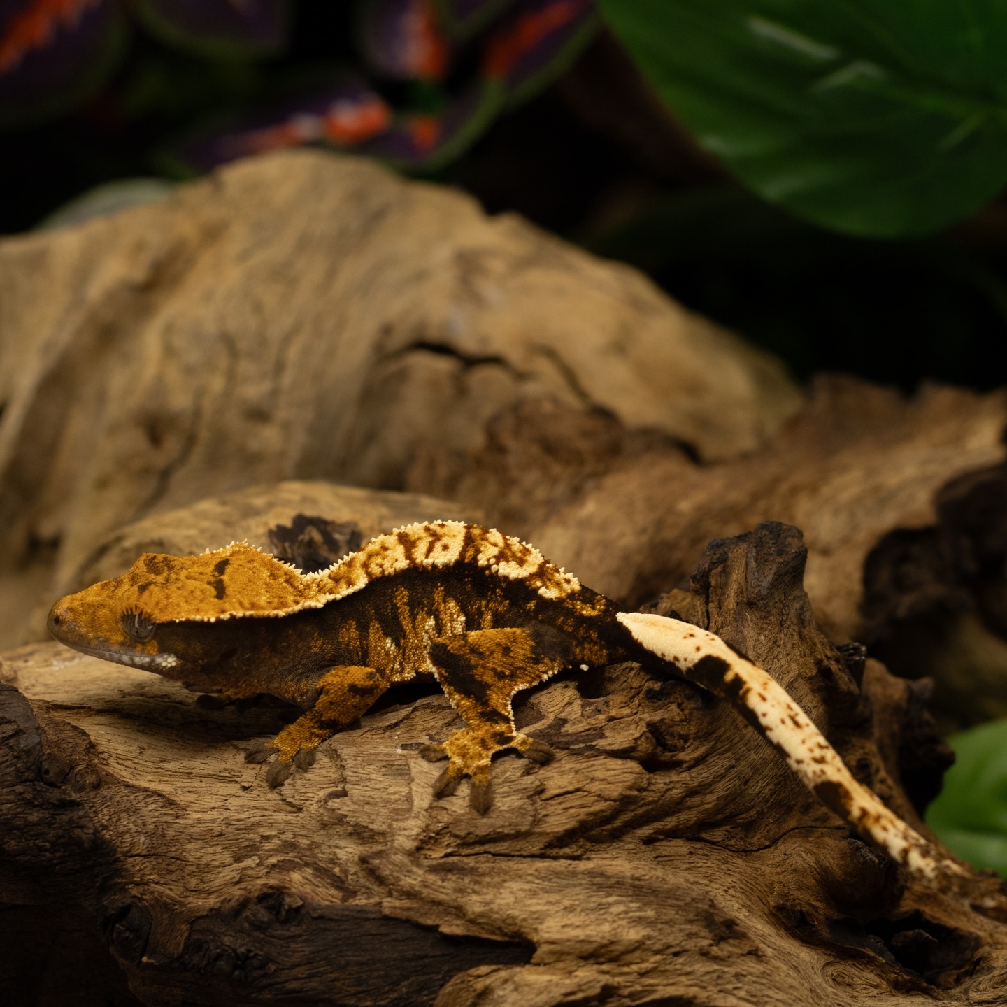 Little Coco X Almond Action on this little one. Love how these little ones have turned out and are progressing.
#crestedgeckos #crestedgecko #gecko #geckos #reptiles #reptile