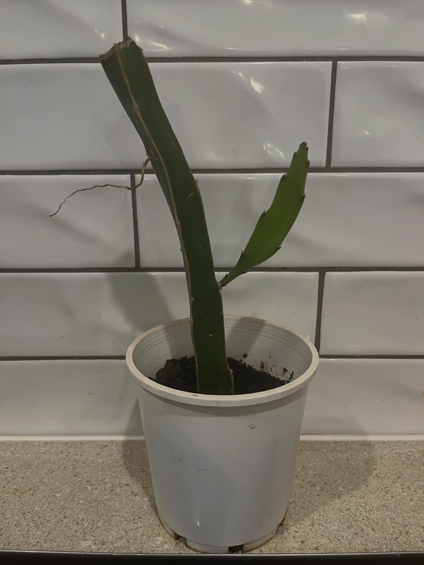 It might not look like much now but in 12 months or so we should be producing our own dragonfruit for our Moonflower gin 😍 #adelaidehillsgin #buysa #adelaidehills #gingin #dragonfruits