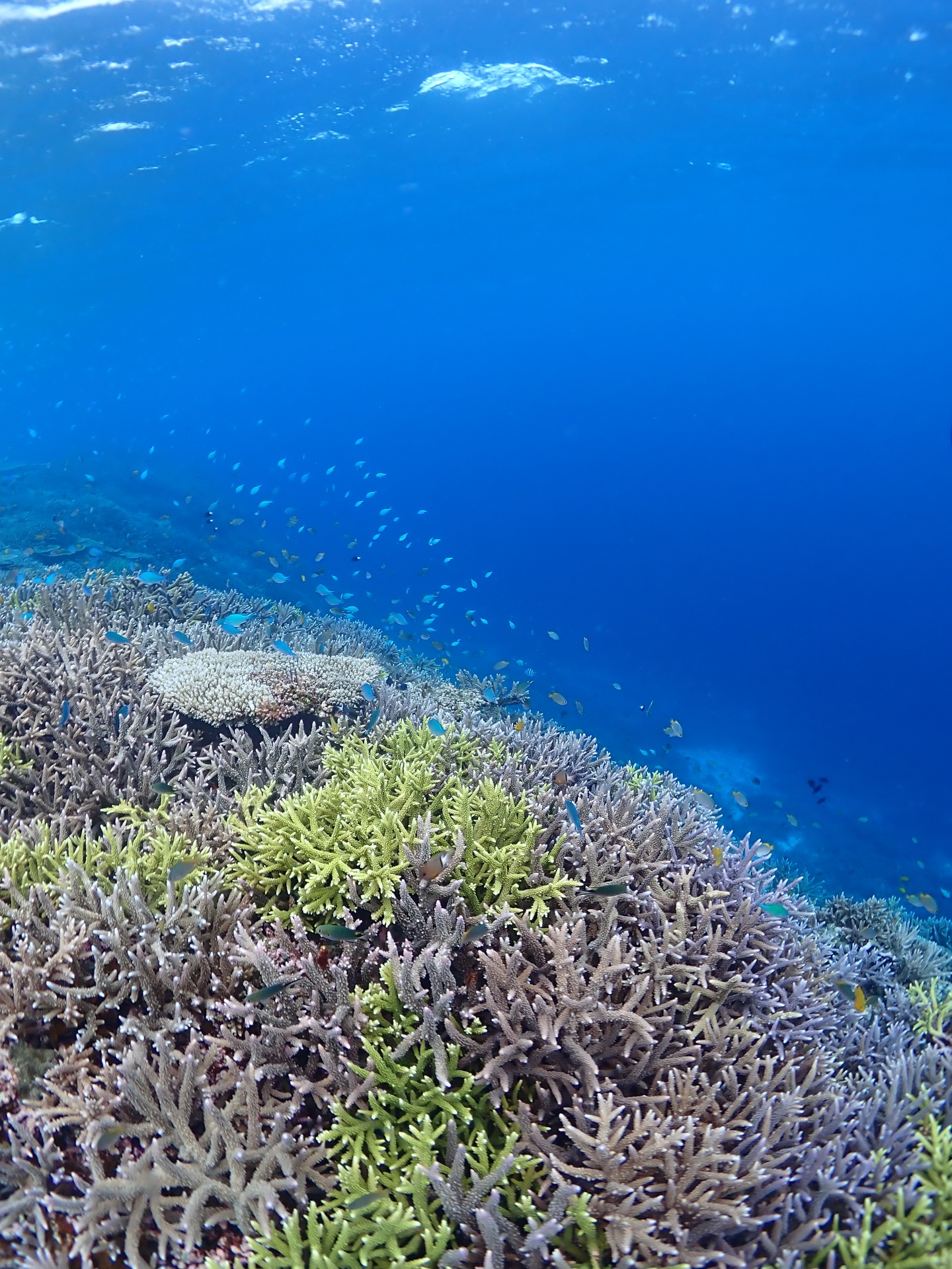 今年3度目のお正月🎍🙏
お正月、旧正月に続いて
今日は旧暦1月16日、行われるあの世のお正月です!
沖縄でも特に宮古島は十六日祭を大切にしています。
《 世界に誇る日本一の海“ヤビジ”で
一生の思い出に残る体験を🌏🩵》
▼マーリンのオススメポイント
⑴ 安全第一でご案内🛟
厳しい安全基準をクリアした業者だけが認定される
“マル優”に指定されています
ガイドは定期的に安全講習実施中。
⑵ ヤビジまで一番近い港出発⛴️
半日ツアーで旅行のスケジュールが組みやすく
船酔いが心配な方にもオススメです!
⑷初心者・女性にも優しい🥰
女性スタッフも在籍、
各資格を持ったガイドがご案内!
⑸当日のベストポイントへご案内🐢
海を知り尽くした宮古島育ちの船長が
数あるシュノーケルポイントから
その日のベストコンディションへ向かいます!
▼ツアーメニュー
・八重干瀬シュノーケルツアー
・八重干瀬スキンダイビングツアー
・八重干瀬体験ダイビングツアー
・スキンダイバー講習
→ 各ツアーに𝗘𝗖𝗢プラン(割引)あり
▼𝗘𝗖𝗢プラン 〜環境に優しくお得に遊ぼう🧡〜
各ツアーメニューに適応可能
𝟭.ツアー料金¥𝟭,𝟱𝟬𝟬引き
𝟮. 𝗘𝗖𝗢ルールを守っていただける方
※𝗘𝗖𝗢ルールはHPにてご確認ください
▼ ご予約方法
InstagramトップページのリンクからHPへ
※DMは対応しておりません。
▼船長アカウント
こちらでもツアーの様子をリアルタイムで発信中!
🚢:@marlin_nakasato
▼スタッフアカウント
スタッフ目線のツアーの様子やオフを発信中!
👫🏽:@staff_marlin_miyakojima
#ヤビジツアーマーリン
#宮古島 #八重干瀬 #ヤビジ
#宮古島旅行