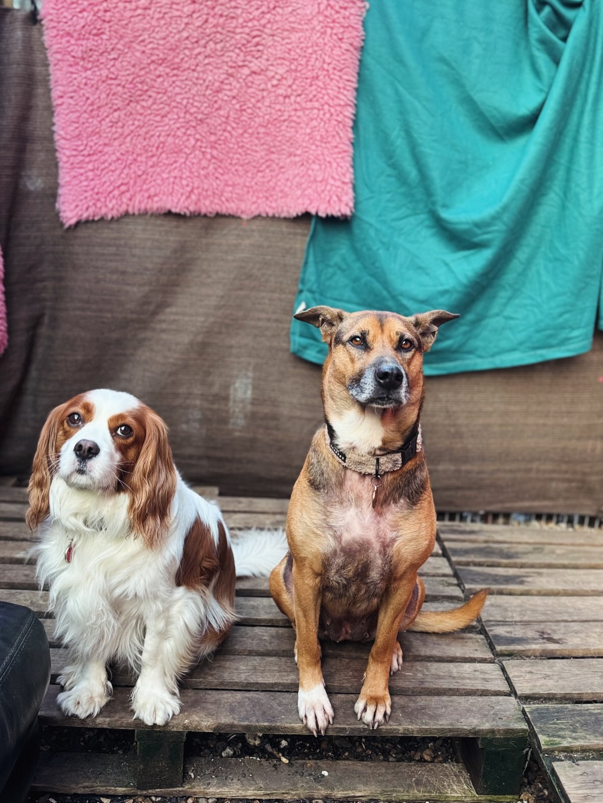 Suns coming out…. 🌞🌼🌸
#springtime
#dogslife
#londondogdaycare
#southeastlondon
#happydogs