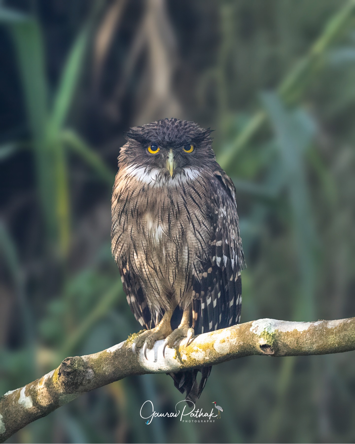 Brown Fish Owl (Ketupa zeylonensis) – Heavy-browed and intense, this owl carries a presence that feels almost prehistoric. Often found near rivers and lakes, it prefers fish, frogs, and other aquatic prey, waiting patiently on a low perch before striking with surprising force. Unlike many owls, it doesn’t rely on dense forest or deep darkness; it’s just as at home along open water at dusk. A bird that watches more than it moves, and when it does move, it means business.
.
Location - Munnar
Shot on Canon R5
Canon RF600mm F4 L IS USM
ISO 1000
f/4
1/5000s
.
#BrownFishOwl #RiversideRaptor #OwlPresence #wildindia
#canonasia