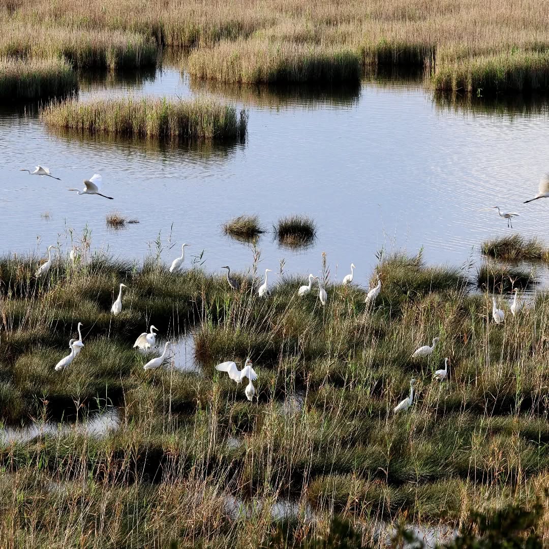A few great egrets at Livadi Marsh.
#islandwildlife #kefaloniawildlife #greekwildlife #guidedwildlifewalks ##greategret