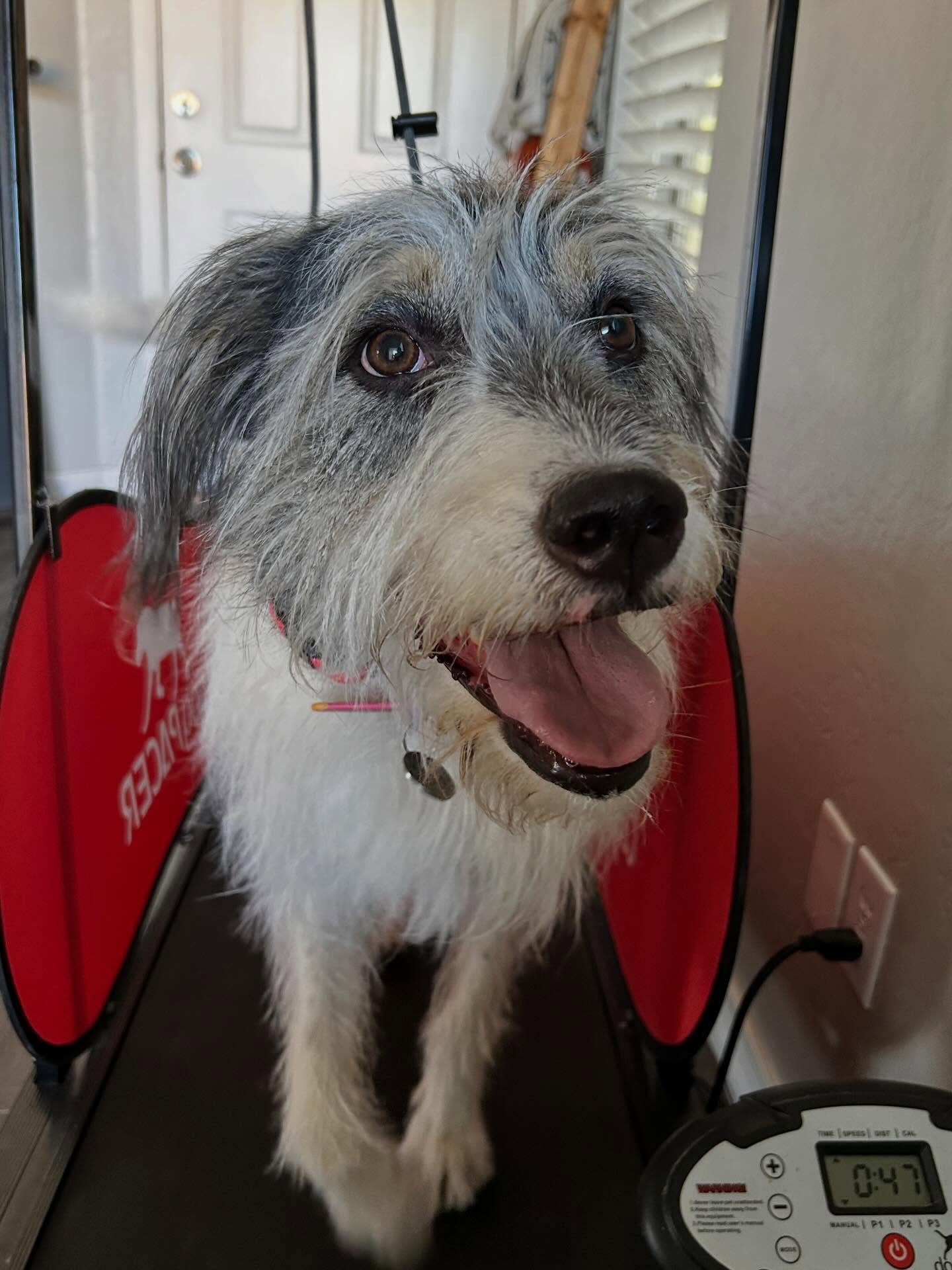 Brandi has joined us for boarding/touch up training for 2.5 weeks! We will be working on her confidence on outings, and reactivity with dogs and bikes.
.
.
.
.
.
#queencreekaz #az #training #dogtraining #mixedbreed
