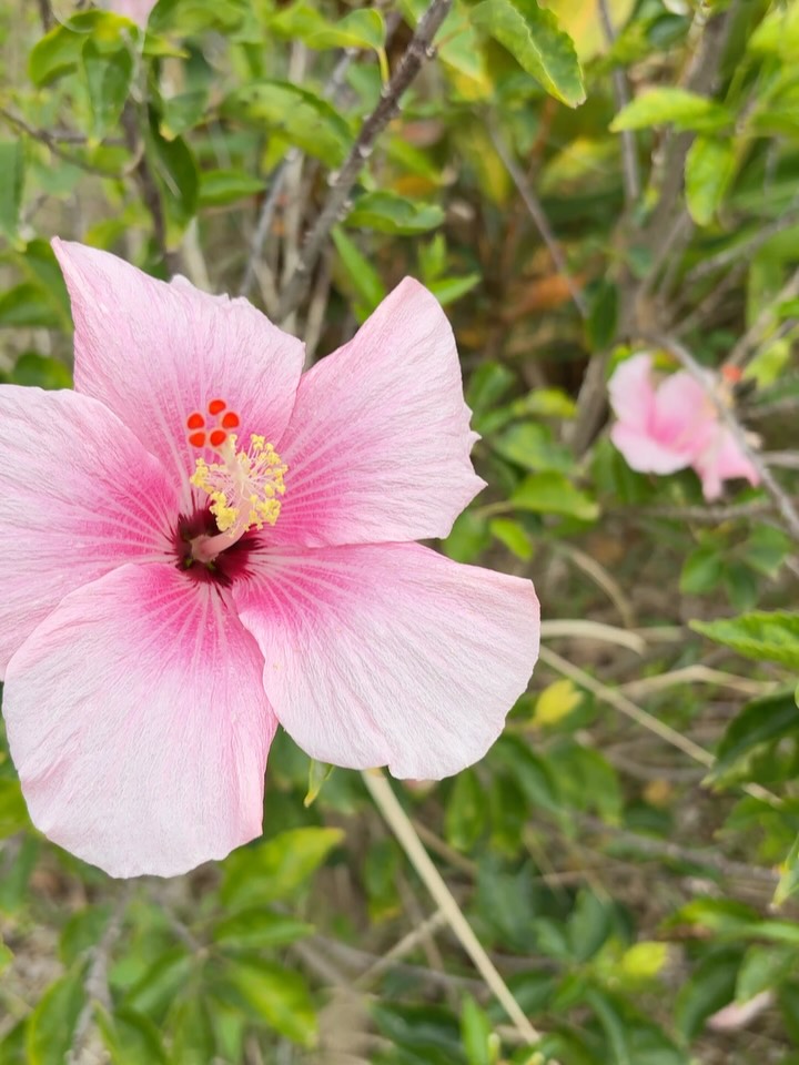 【フィシスハーブ
ガーデン便り】
3年目の春
毎月のように通って
お世話をしている
私の大切な場所。
冬の間
お休みしていた
このガーデンも、
ようやく
新しい季節の足音が
聞こえてきました。
あんなにたくさんの
実をつけて、
私たちを喜ばせてくれた
パパイヤ。
なんと枯れてしまった?
その姿に、
精一杯生き抜いた強さと、
お別れの寂しさが
込み上げます。
先月より
ずっと暖かくなり、
今は暑すぎず、
植物も人も
心地よく過ごせる季節。
寂しさの隣では、
鮮やかな花たちが
「次は私たちの番だよ」と
誇らしげに
出迎えてくれました。
命が巡るこの畑で、
また新しい1年が始まります。