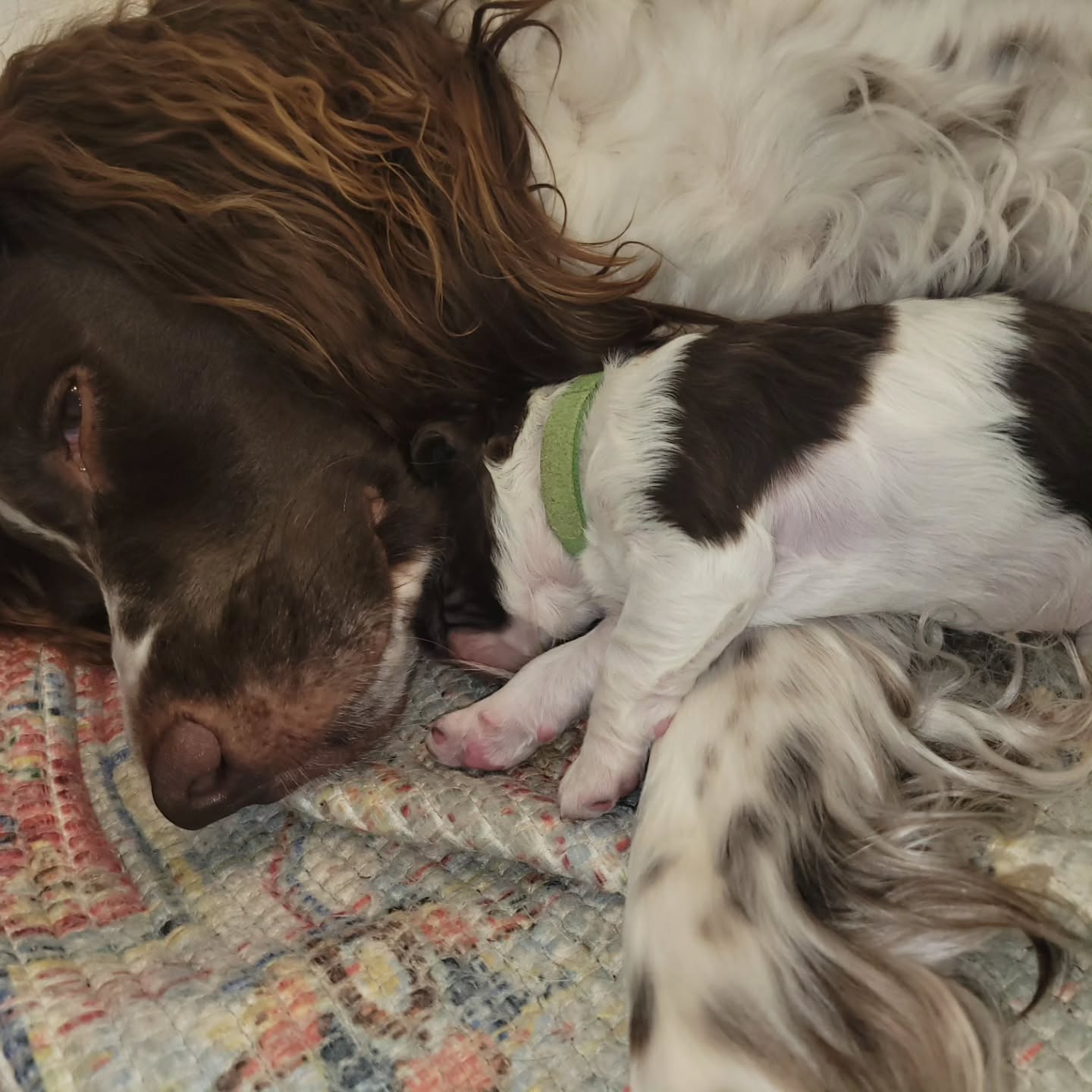 Sophia is Mama's girl.
#dog # mom #love #puppy