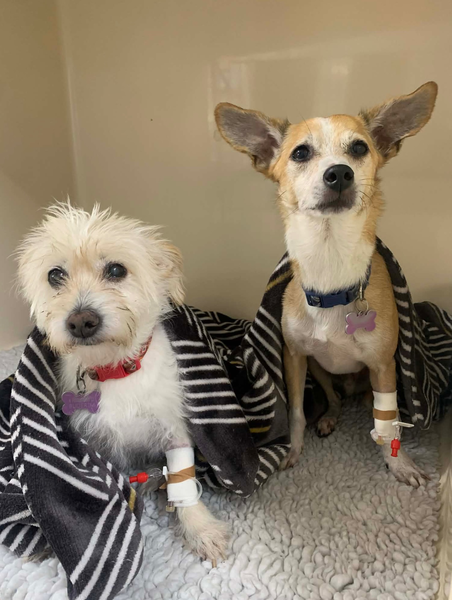 Winnie & Harry 🐾🦷
Winnie came In for a dental, but Dr Maddy found a little surprise, a black lump in her ear. She aspirated it and checked it under the microscope. The dark melanocytes she saw can indicate either a melanoma (cancerous) or a melanocytoma (non-cancerous but can become cancerous).
Dr Maddy surgically removed the mass and sent it off for histopathology — thankfully it came back as a melanocytoma and was fully excised… meaning she’s cured! 💛
Harry was also in for a dental. On probing we found deep pockets, and dental X-rays revealed resorptive lesions in two teeth. Unfortunately, the roots were affected, so extractions were needed. Without removing these teeth, infection can develop and spread into the bone 🦷
Both patients were absolute superstars and their owners reported that they are recovering well! ⭐️