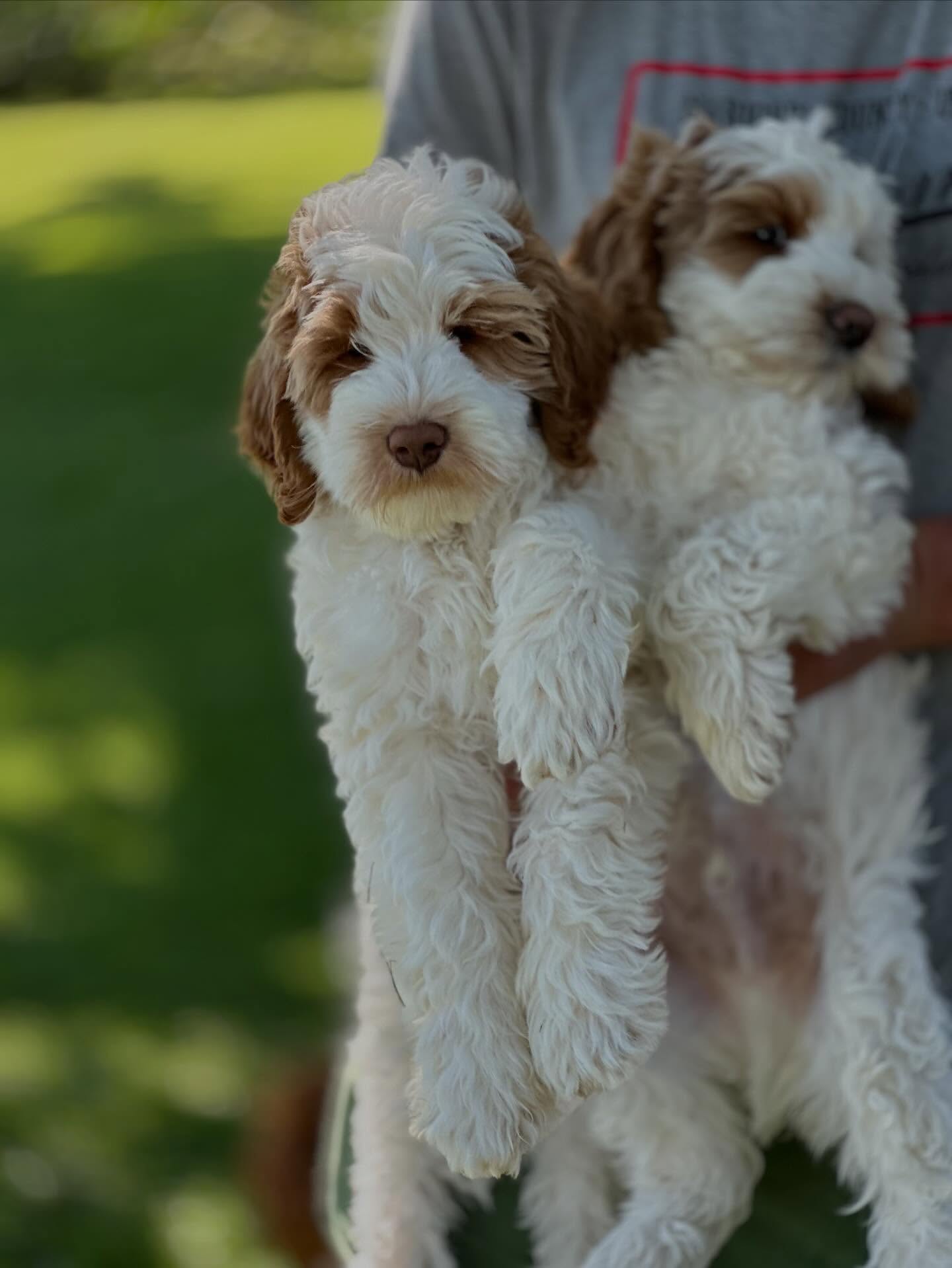 Cookie dough puppies!! #cutepuppies #labradoodlesofinstagram #dogsofinstagram #puppiesofinstagtam #sundancelabradoodles puppylove dog australianlabradoodles Ilovelabradoodles ilovedogs ilovepuppies ilovelabradoodles bestpuppiesintheworld doggos cute love dog puppylove babydogs junglebabies
