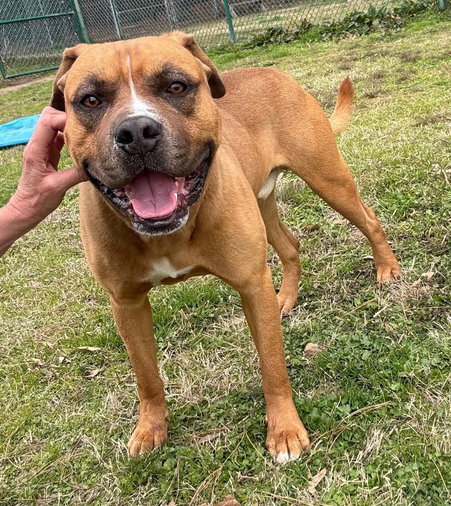 This big sweet boy is Wesley!
He’s a 2-year-old mastiff mix, weighing in at 77 pounds.
Every day he gets a little braver and holds his tail a little higher. He’s a dreamboat with a sensitive soul, and the shelter can be pretty scary for the sensitive babes.
He’s a sweet, gentle boy who is VERY potty trained.
He could sure use a loving forever home with nice soft resting spots. Hes such a darling boy.
Come meet him at the Little Rock Animal Village, 4500 Kramer Street, Tuesday-Saturday, 10:30-5. No appointment needed.
Photos don’t always do these sweet pups justice, so it’s best to meet them in person.
All $90 adoptions include spay/neuter, microchip, and shots. The shelter is WAY too full.
Please share! Every time you adopt, you save a life. 💜🐾