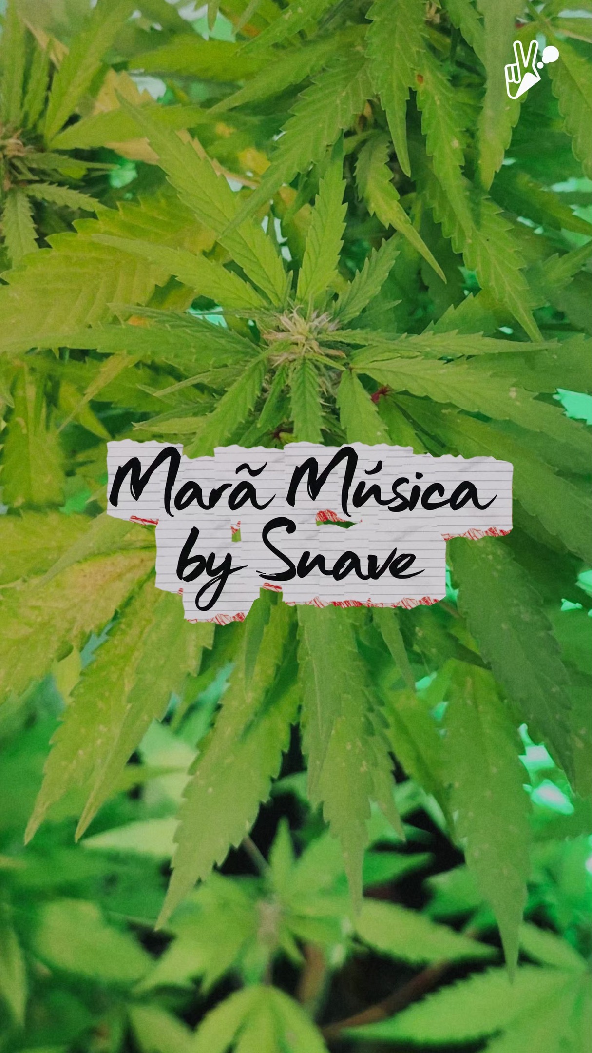 O mundo artístico e o cannabico andam lado a lado! 🎵🍁
Se liga como o nosso parceiro Rike, da Marã Música, enxerga a relação dessas duas culturas dentro da nossa cena 💚
Que venham muitas collabs por aí!