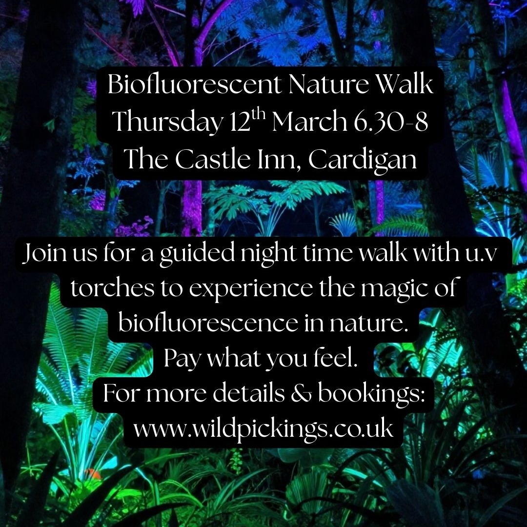 *******PLEASE NOTE TIME CHANGE 7pm - 8.30pm**********
This beautiful phenomenon happens when a living organism absorbs high energy, short wavelength light and re-emits it it at a longer, lower-energy wavelength, which makes them appear to glow in vibrant, beautiful, colours.
Humans are in the minority of creatures who cannot see biofluorescence, but on this walk we will have U.V torches illuminating this incredible phenomenon.
We still know very little about why
biofluorescence in Nature happens,
but we do recommend that you experience this incredible glowing world where nature is seen in a totally new light!
Join us for a night time walk around Cardigan, link on website
Beth yw biofflworoleuedd? Mae'r ffenomen hardd hon yn digwydd pan fydd organeb fyw yn amsugno golau egni uchel, tonfedd byr ac ar donfedd hirach, ynni is, sy'n gwneud iddynt ymddangos yn tywynnu mewn lliwiau bywiog, hardd.
Mae bodau dynol yn y lleiafrif o greaduriaid na allant weld biofflworoleuedd, ond ar y daith gerdded hon bydd gennym ffaglau UV yn goleuo'r ffenomen anhygoel hon.
Ychydig iawn a wyddom o hyd am pam mae
biofflworoleuedd yn digwydd mewn Natur,
ond rydym yn argymell eich bod yn profi'r byd disglair anhygoel hwn lle gwelir natur mewn goleuni hollol newydd!