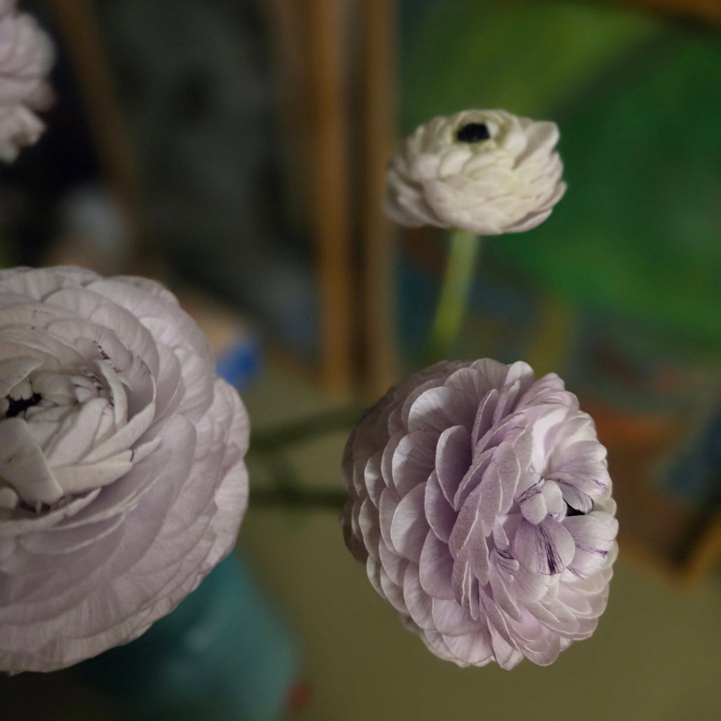 10 jours plus tard, la renoncule de Saint Valentin continue de s'epanouir.