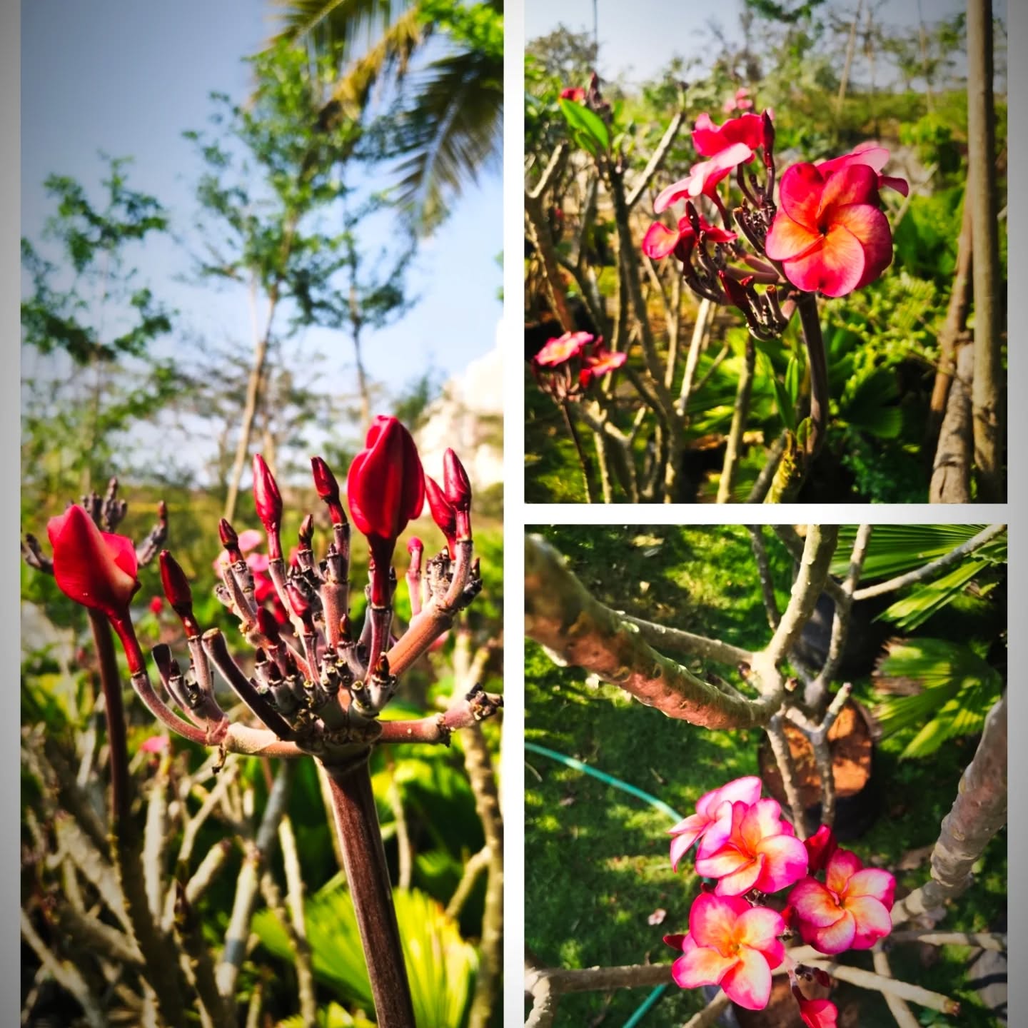 Red shines with aroma ❤️
#plants #coimbatore #instagood #plumeria #red