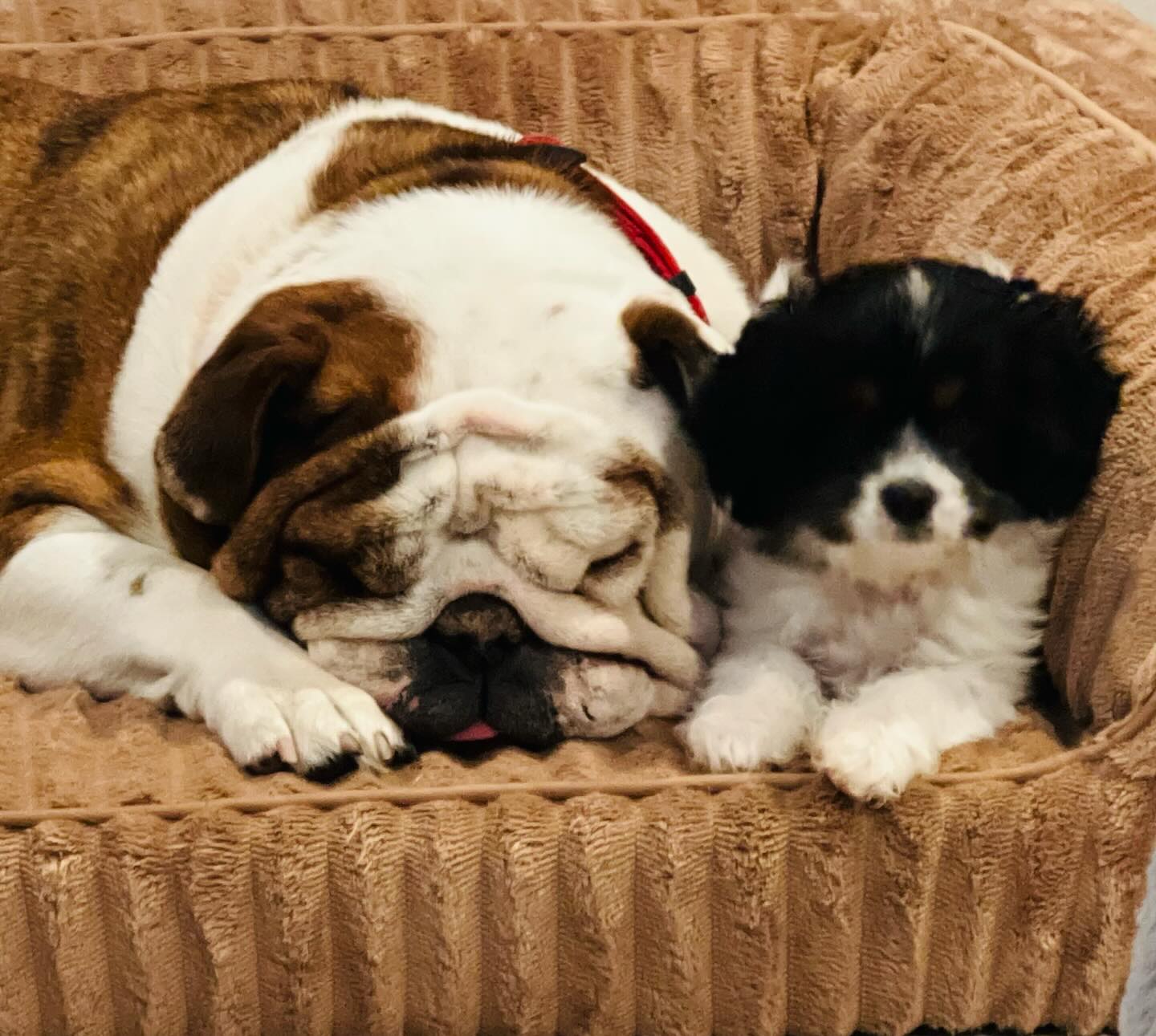 Love #pupdates 🐶❤️😍 #puppiesofinsta #puppiesofinstagram