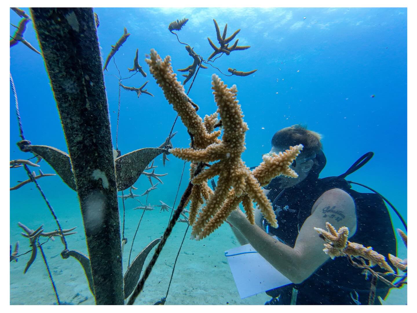 Coral city! Population: 1,000+ and growing!
Our coral nurseries at @vomoislandfiji are breathtaking, planted with over 1,000 fragments, growing and getting ready for their move back onto the island’s reef at the end of the year. Designed for efficient and reliable propagation of our Gene Bank's strongest parent corals.
Endless gratitude to the incredible Hartz family for sponsoring these nurseries and supporting coral restoration at Vomo Island.
@juliahartz @kevinhartz 🪸