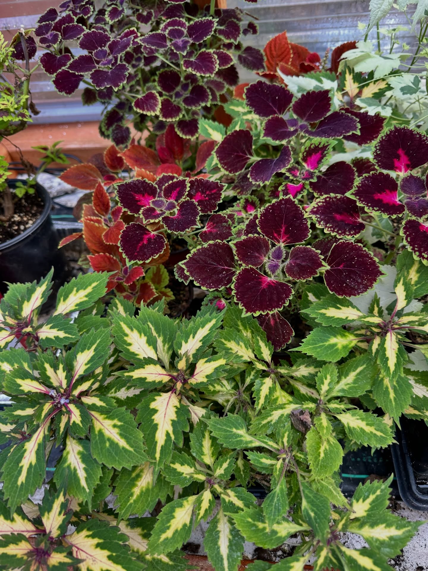 A tray full of color and potential—these vibrant coleus started as a handful of cuttings gifted by a friend just a few short months ago. Now they’re bursting with life and looking ready to share the love again. With spring on the horizon, it might be time to start propagating even more to create a bold, textured planting area.
Who else is growing coleus this season? Share a photo of your favorites or show what you’re prepping for spring. And maybe—just maybe—it’s time to think about a little coleus cutting exchange to get an even wider variety growing in all our gardens.
#ColeusLove #TheAngryGardener #PlantPropagation #SpringGardening #GardenCommunity