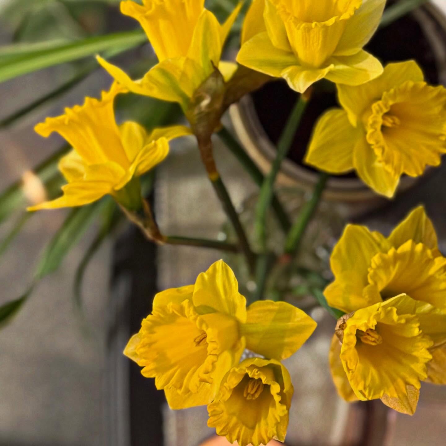 Aren’t these just beautiful. Daffodils are popping up everywhere here. Glimmers of Spring popping up everywhere 🌼
#flowers #spring #stresslesscraftmore #glimmers #daffodil