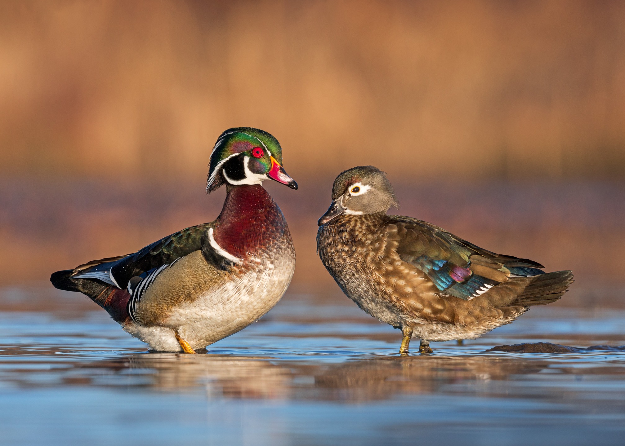 Wood Ducks - the best looking couple on the lake! ❤️
