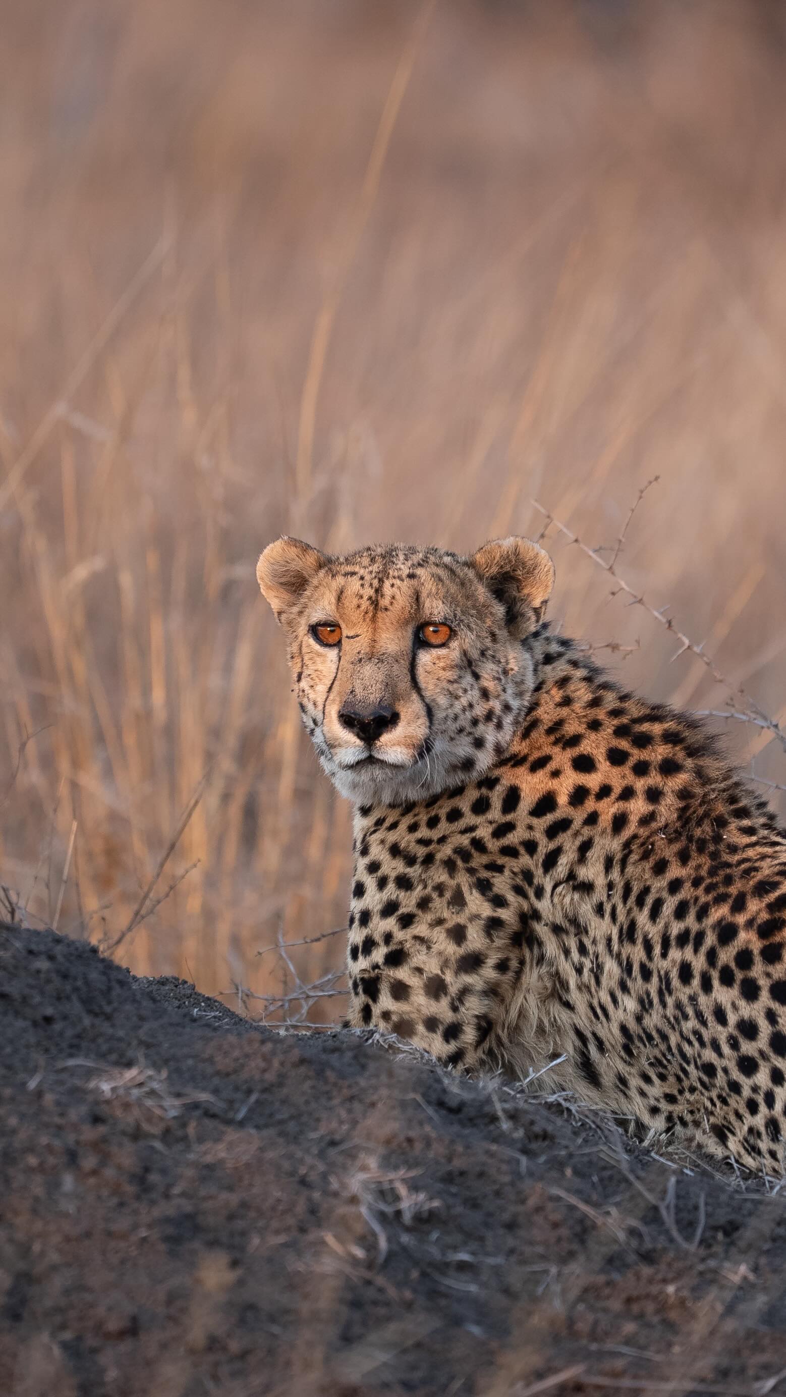 Two cheetah brothers crossing the plains of Madikwe Game Reserve. 🐆🐆
Simple moments like this are what make a safari memorable. No drama, no rush, just two predators moving through their territory in the open light.
These are the sightings guests remember. The quiet, unscripted scenes that define the experience long after the drive is over.
Captured by Gianni Creative Studio
Safari Productions | Lodge Photography | Safari Lodge Content Creation |