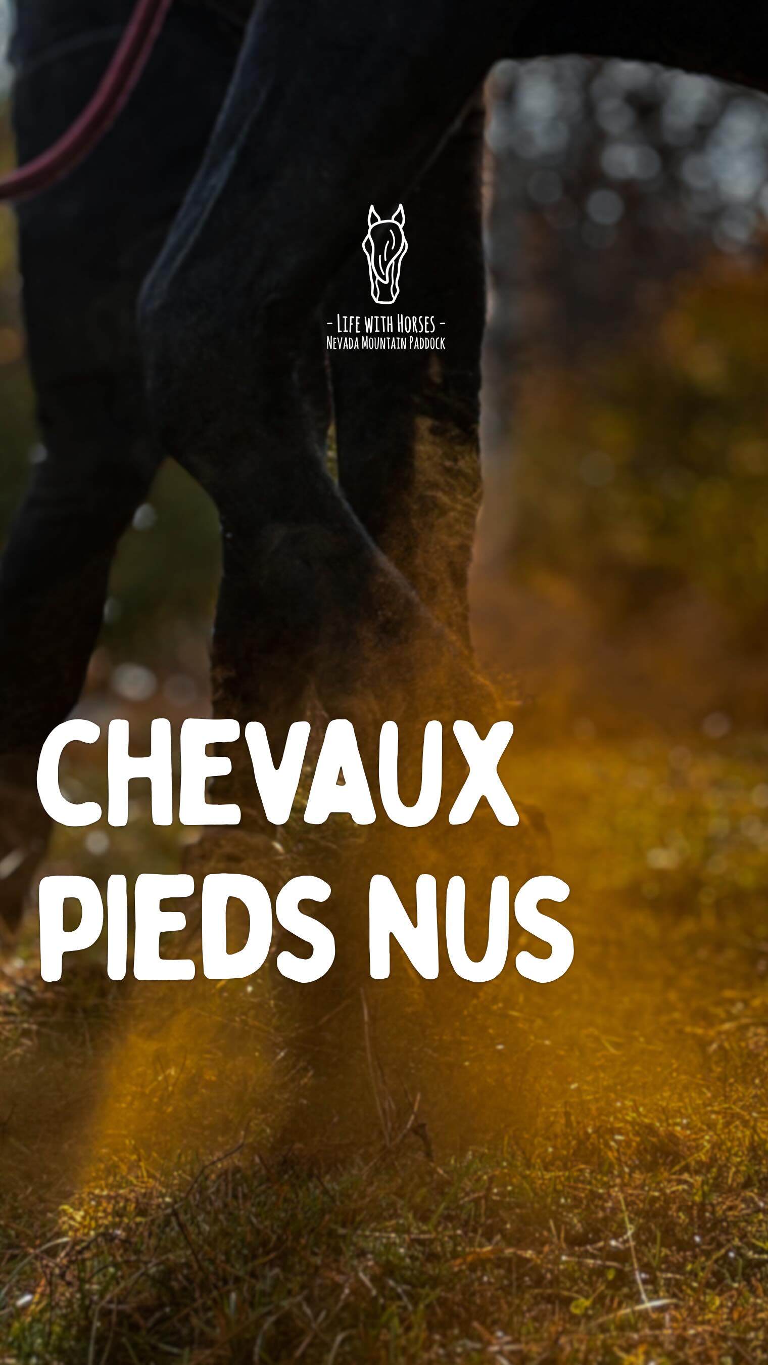 Pourquoi nos chevaux sont-ils pieds nus ?
Le cheval naît pieds nus et, à l’état sauvage, parcourt de longues distances chaque jour sur des terrains variés.
Dans notre approche du respect du vivant, nous cherchons à préserver l’intégrité physique et mentale du cheval en adaptant nos pratiques à ses besoins.
Pourquoi pieds nus ?
• Pour leur confort, en limitant les chocs et vibrations.
• Pour permettre au pied de fonctionner naturellement et d’absorber les impacts.
• Pour préserver la sensibilité et la proprioception, essentielles à l’équilibre et à la locomotion.
Le pied du cheval est une structure vivante : il s’adapte au terrain, participe à l’amortissement et se renforce avec le mouvement.
Avez-vous déjà observé comment un cheval pieds nus se déplace sur différents terrains ?
🇬🇧 Why are our horses barefoot?
Horses are born barefoot and, in the wild, travel long distances each day across varied terrain.
In our philosophy of respecting living beings, we aim to preserve the horse’s physical and mental integrity by adapting our practices to their needs.
Why barefoot?
• For comfort, reducing shocks and vibrations.
• To allow the hoof to function naturally and absorb impact.
• To preserve sensitivity and proprioception, essential for balance and movement.
The hoof is a living structure: it adapts to the terrain, absorbs impact and strengthens with movement.
Have you ever watched how a barefoot horse moves across different terrains?
🇦🇩 Per què els nostres cavalls van descalços?
El cavall neix descalç i, a la natura, recorre llargues distàncies cada dia sobre terrenys variats.
Dins la nostra filosofia de respecte pel viu, intentem preservar la integritat física i mental del cavall adaptant les nostres pràctiques a les seves necessitats.
Per què descalç?
• Pel confort, reduint xocs i vibracions.
• Per permetre que el casc funcioni de manera natural i absorbeixi els impactes.
• Per preservar la sensibilitat i la propiocepció, essencials per a l’equilibri i el moviment.
El casc és una estructura viva: s’adapta al terreny, participa en l’amortiment i s’enforteix amb el moviment.
#barefoothorse #ridewithconnection #horseriding #horsetravel