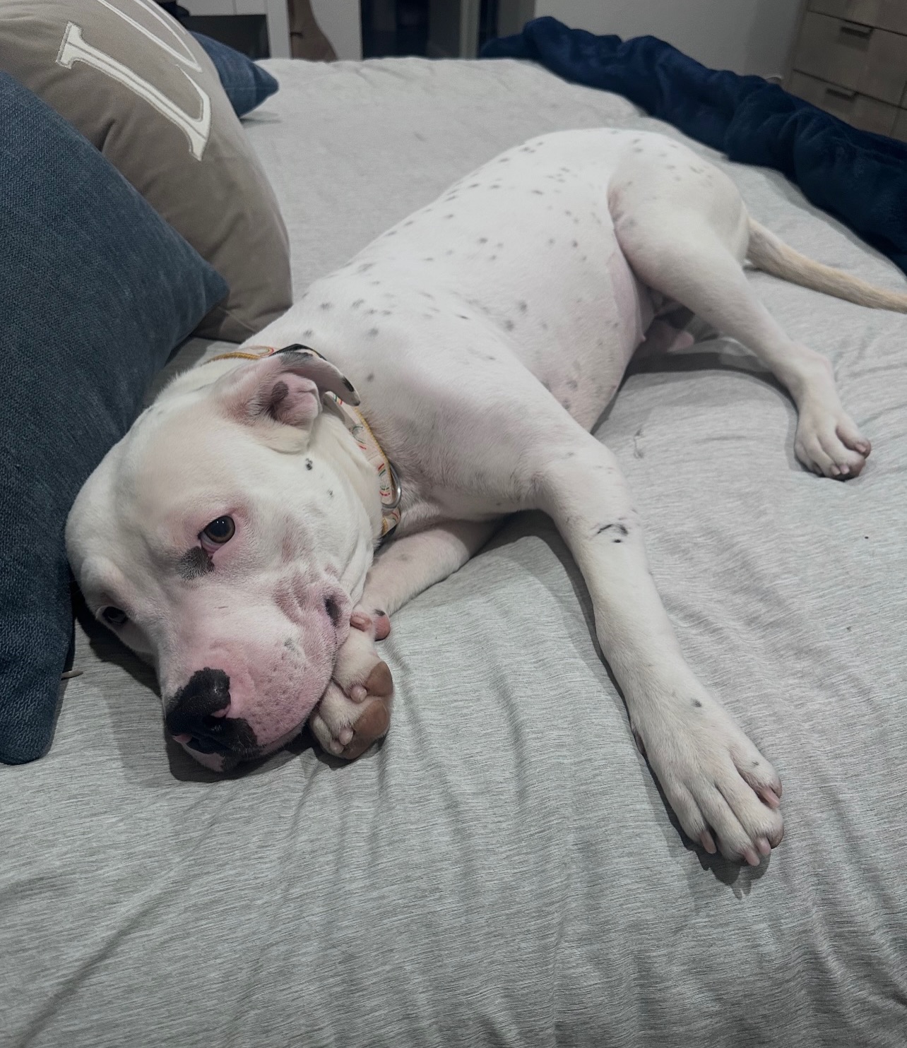 This cute cuddle-bug, Frost, is lookin for an urgent foster or adopter! Here are some things about her:
āļø1.5/2 years old, spayed, UTD on shots, 40lbs
āļøGood with calm male dogs
āļøCat-friendly
āļøLoves to snuggle and give hugs
āļøHousebroken and crate-trained
āļøGood with kids (10+)
If youād like foster or adopt this amazing gal, please apply here:
Adoption Application: https://www.shelterluv.com/matchme/adopt/MMFL/Dog
Foster Application: https://www.shelterluv.com/matchme/foster/MMFL/Dog
#dogoargentinomix #pittiemix #fosteringsaveslives #adoptsavealife #dogrescue