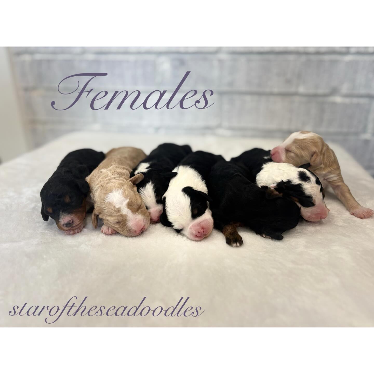 Our puppies are one week old today. Here is their first photo shoot! Mom is doing great and puppies are doing amazing #bernedoodle
#minibernedoodle
#bernedoodlepuppy #newlitter #doodlesofinstagram
