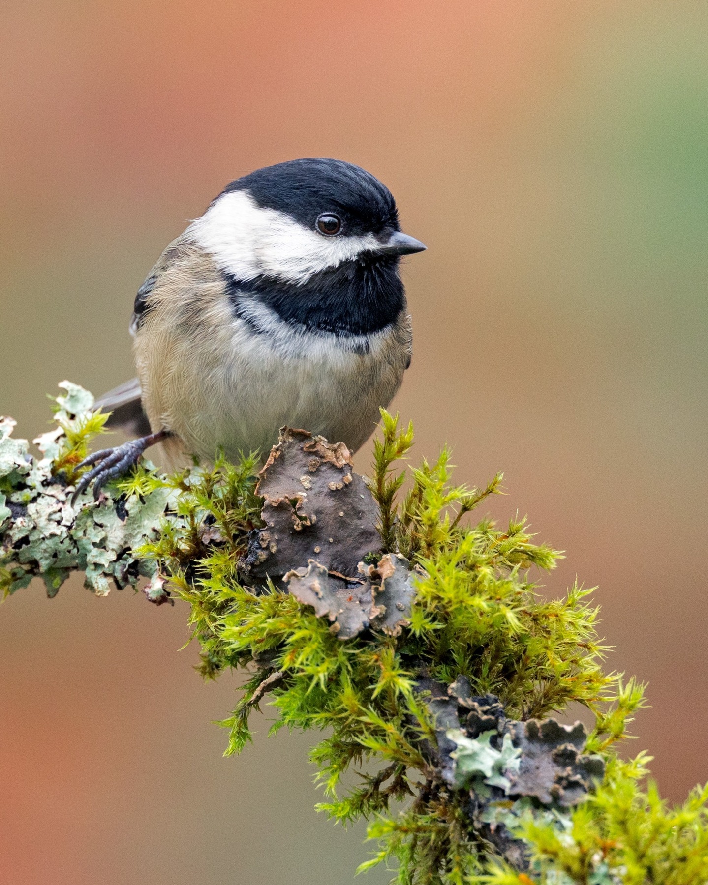 Black-capped Chickadee - nothing quite like the branches in the Pacific NW covered in lush mosses and lichen.