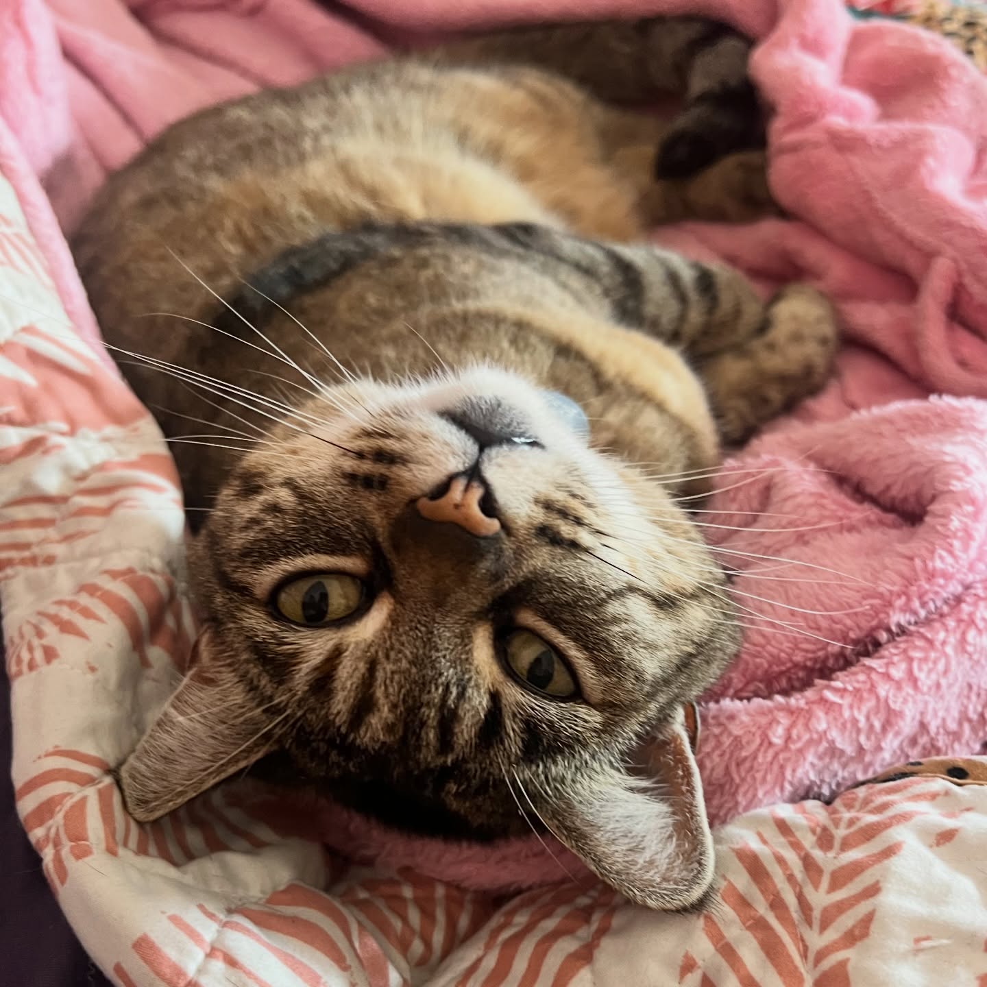 Hello Friday
.
Good morning Sonoma County 😸