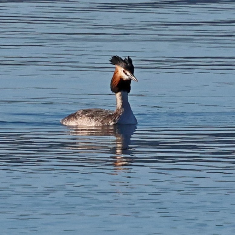 Sorry for the heavily cropped shot, but the great crested grebes at Livadi are very shy.
#islandwildlife #guidedwildlifewalks #kefaloniawildlife #kefaloniabirding ##livadimarsh