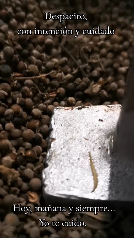 Despacito, con intención y cuidado elaboramos cada una de nuestras conservas herbolarias caseras en pequeños lotes artesanales. Plantas de buen origen transformadas con mucho amor para sumar a tu bienestar.
Sin ti solo seríamos una idea, gracias por ser parte de nuestra historia.
#lasfriegas #latintureria #tinturamadre #sauzgatillo #herbolariamexicana
@Herbolariamente