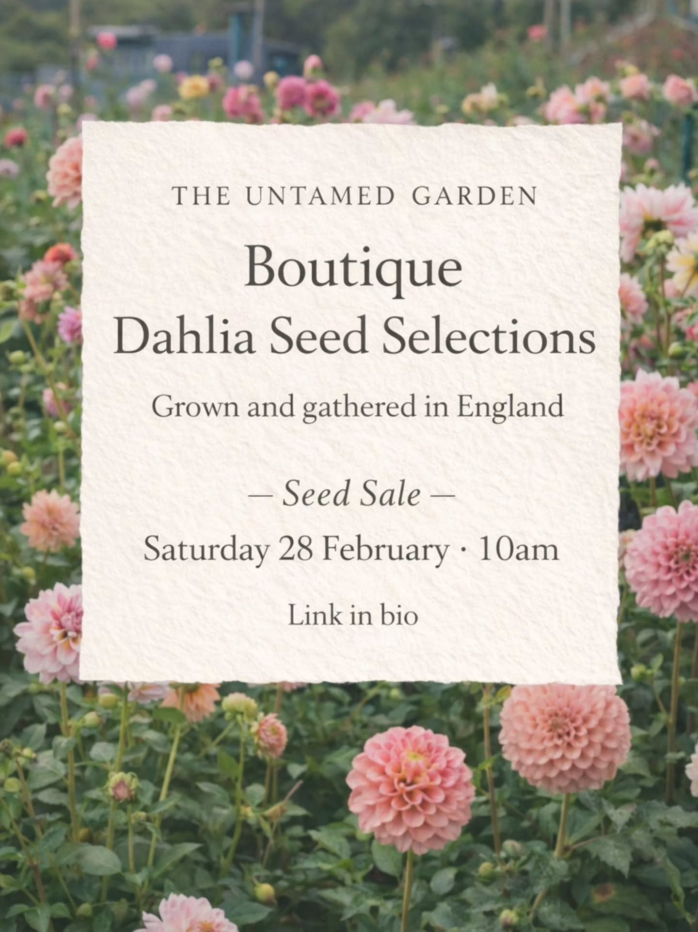A little late sharing this (it’s been a week 😅)
but here are the Boutique Dahlia Seed Selections that will be in tomorrow’s sale.
Grown and gathered here in England.
Singles, collarettes and seed collected from closed-centred doubles.
🌿 dahlia seed sale
Saturday 28th February
10am
On our website — link in bio
Thank you for all the messages asking what will be available 🤍