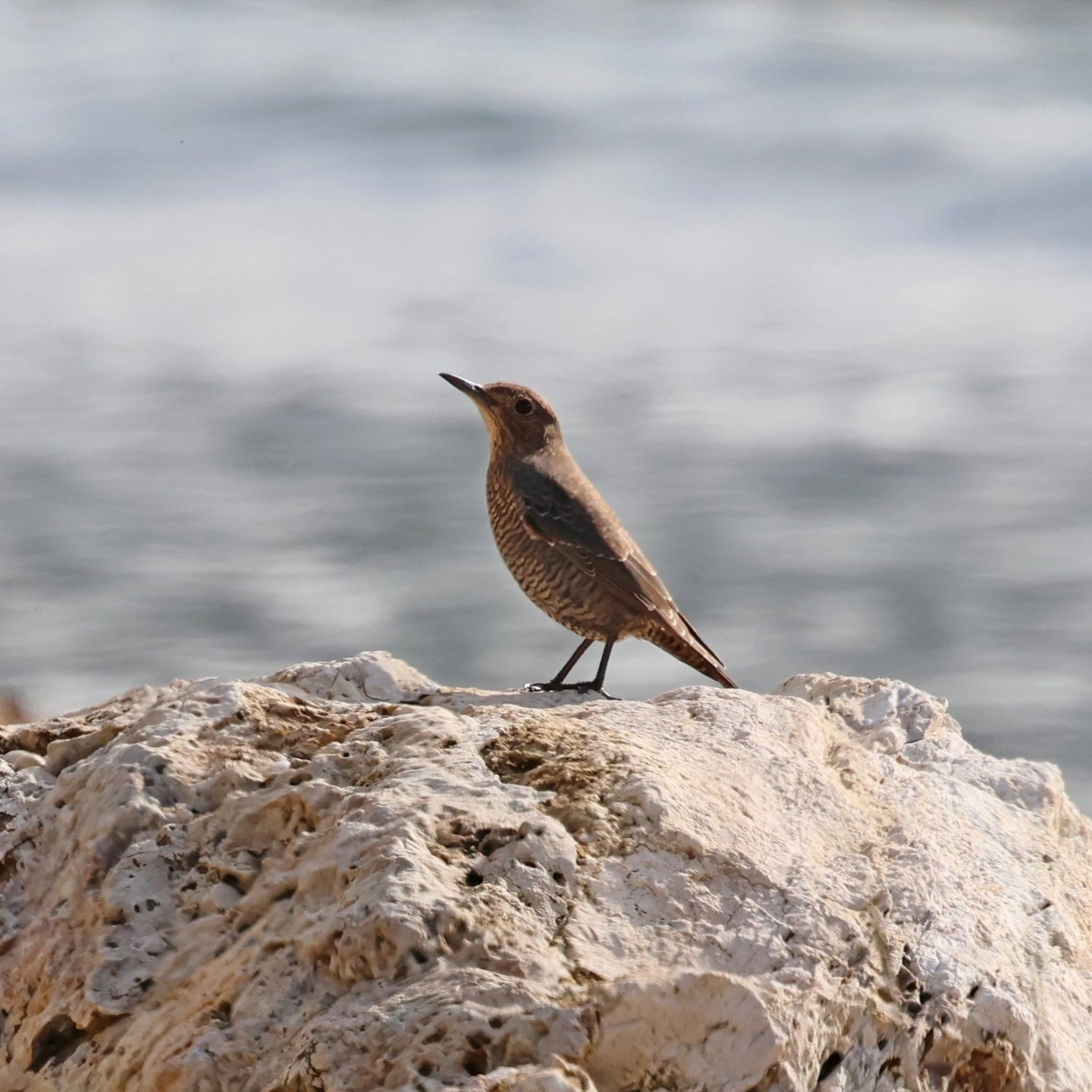 A female blue rock thrush at Livadi.
#islandwildlife #greekwildlife #livadimarsh #kefaloniawildlife#guidedwildlifewalks