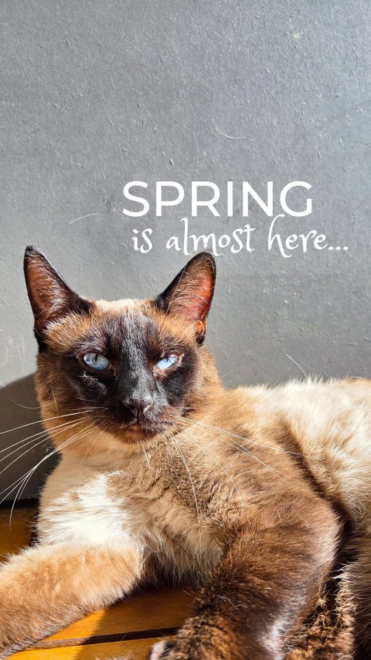 The days are getting warmer, the sun a little brighter, and our furry friends are completely in their element ☀️ (Deutsche Version unten)
Kashmir, Roxy and Tesina are welcoming the upcoming spring the best way they know how — eyes closed, soaking up the sunshine, with soft purring in the background 🌸🐾✨
#SpringVibes
#CatsOfInstagram
#CatLife
______________________________
Die Tage werden wärmer, die Sonne scheint ein wenig heller, und unsere flauschigen Freunde sind ganz in ihrem Element ☀️
Kashmir, Roxy und Tesina begrüssen den kommenden Frühling auf ihre ganz eigene Weise — mit geschlossenen Augen, die Sonne geniessend und sanftem Schnurren im Hintergrund 🌸🐾✨
#Frühlingsgefühle
#MysticPaws