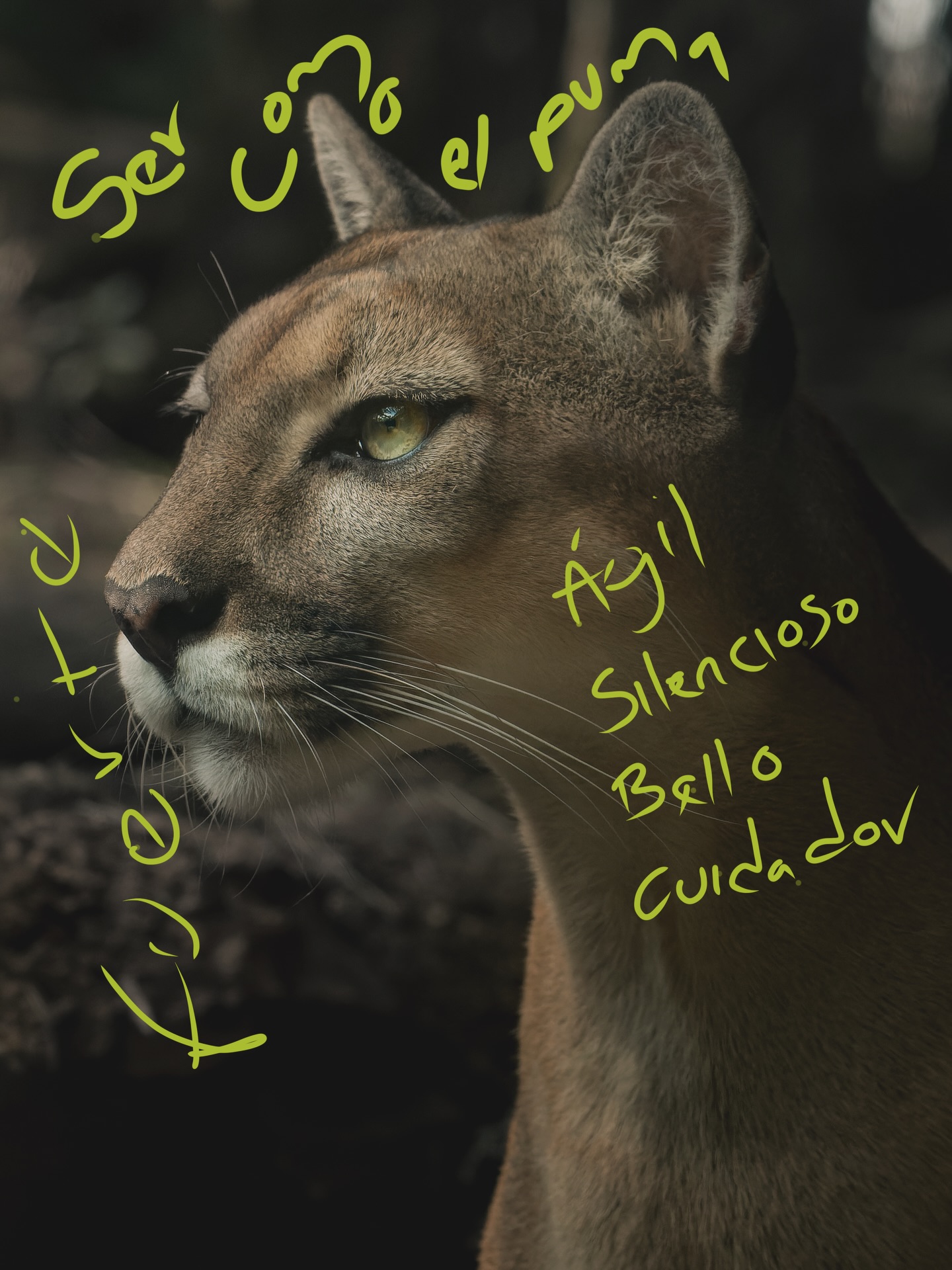 Quienes se identifican? 🔥
El puma, una especie hermosa que habita nuestro país. Símbolo de fuerza y resistencia!
www.latiendadelmonte.com
#puma