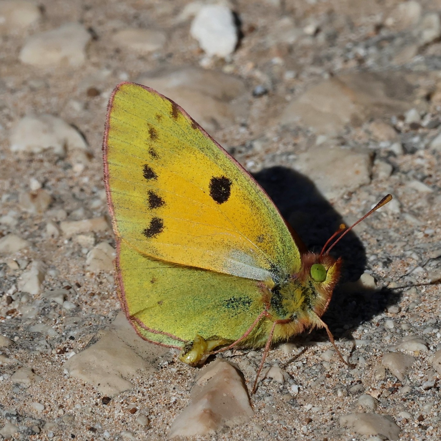 A clouded yellow butterfly at Livadi yesterday.
#islandwildlife #kefaloniawildlife #greekwildlife #guidedwildlifewalks #cloudedyellow
