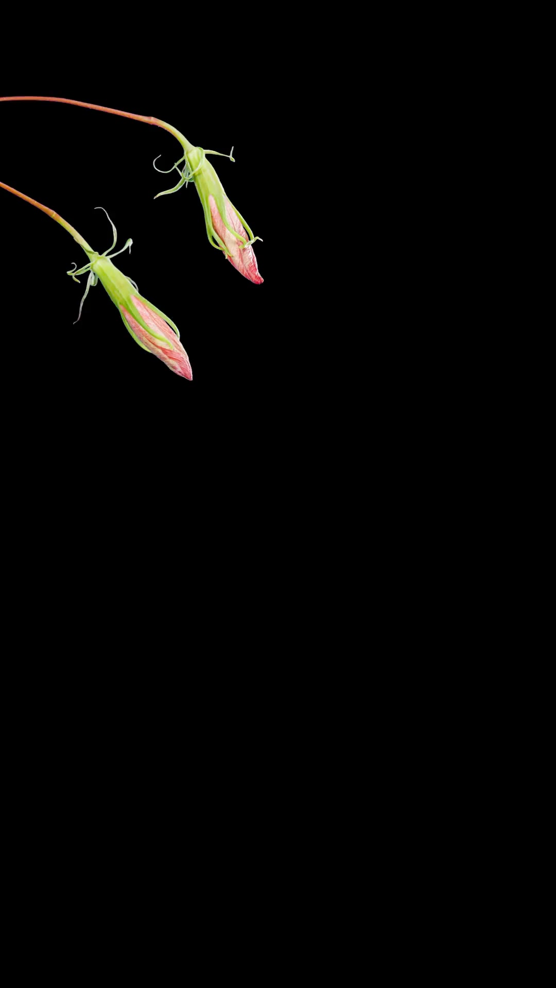 Chaos in Bloom: Part One is a coming-of-age story. It’s the beginning of HGT, long before Through the Glory and the Mess.
Back in 2017, Emma and Liam were fronting two separate bands: The Hartgrave Sisters and The Tellers.
Talent managers, Wade and Andy, had a vision. They found it in two classically trained sisters from New York trying to make their mark in Nashville… and a gritty British indie rock band from Manchester, UK, grinding it out on the West Coast.
When they collided, The Hartgrave Tellers were born. A hurricane of distortion, soaring high notes, choreography, driving rhythm, keys, violins, harps, and a supersonic sound that made them unstoppable.
They were built to break records.
Not each other’s hearts.
But that's exactly what they did.
Emma and Liam circled each other for years.
In the prequel duology, you’ll find out why.
Predatory labels. Ironclad contracts. Manipulative producers. Branding strategies. Ship-baiting. Breakup clauses. Legacies in the making.
They sacrifice everything for the dream, and for each other, in more ways than one.
For fans of Daisy Jones & the Six, lovers of found family, slow-burn romance, and music-driven fiction…
This duology hits like a thunderclap. Start with Chaos in Bloom: Part One.
https://www.ayawinterromances.com/read-romances-by-aya-winter
https://a.co/d/0biHLuAP
#romance #HartgraveTellers #ayawinterromances #romancebooks #writer #comingofagefiction #romancebookrecs #RockstarRomanceBooks #romancereaders #rockstarromance #romancenovel #RockstarRomance #FoundFamily #romancewriter #AyaWinter #RomanceWriters #author #AyaWinterBooks #spicybookstagram #ayawinter #authorsofinstagram #indieauthorsofig #HGTuniverse #romancewritersofinstagram #romancerecs #booktokrecs #rockstarromancereads #RomanceReads #spicyromance #indieauthorsofinstagram