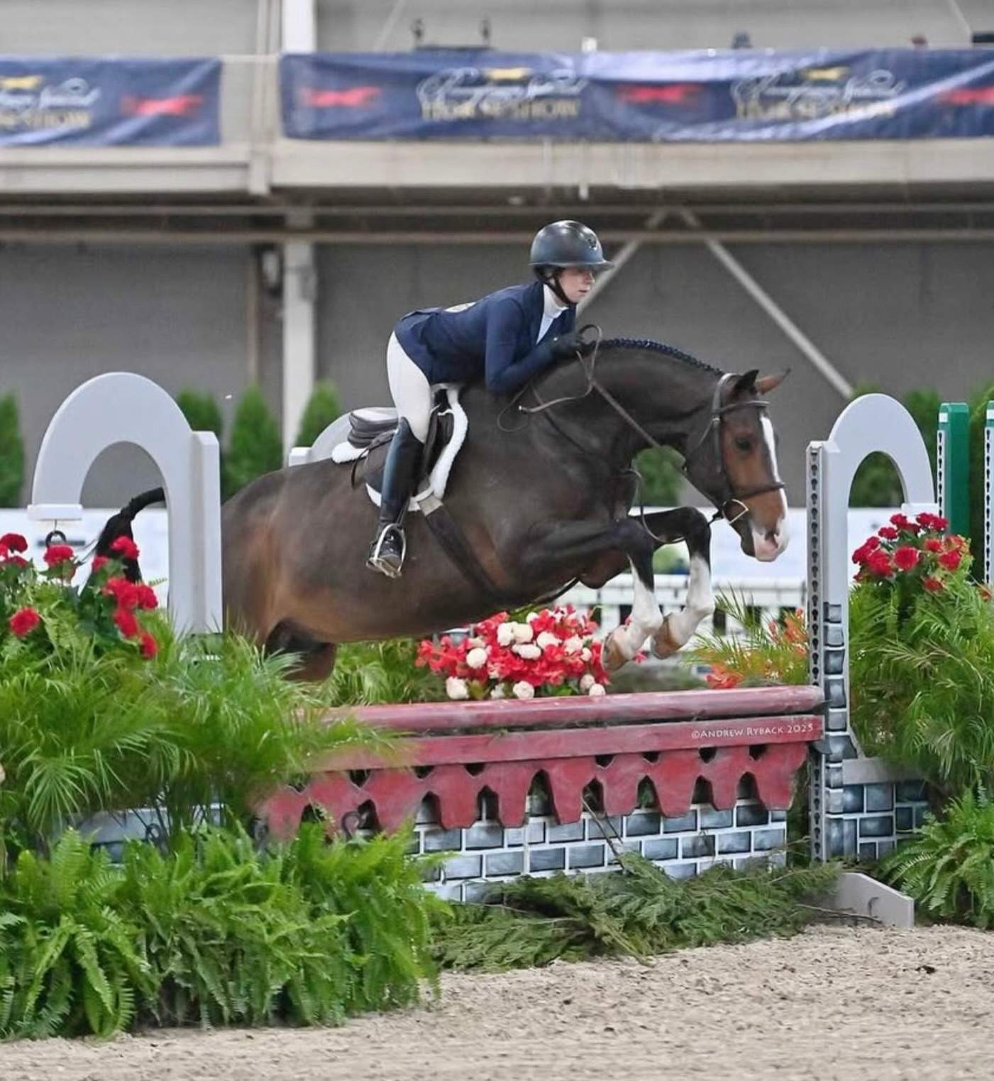 🇺🇸 Congratulations to the new owner and trainer of ESHI Lenessy. Enormous thank you to @willb_032 @c2cequestrian for making this process easier than I can explain. He is a gem and I am so pleased that the little 3yo I purchased after longeing him over a cavalleti in Belgium has turned out to be exactly what I thought he was. I wish his new rider in VA all the love and success with him.