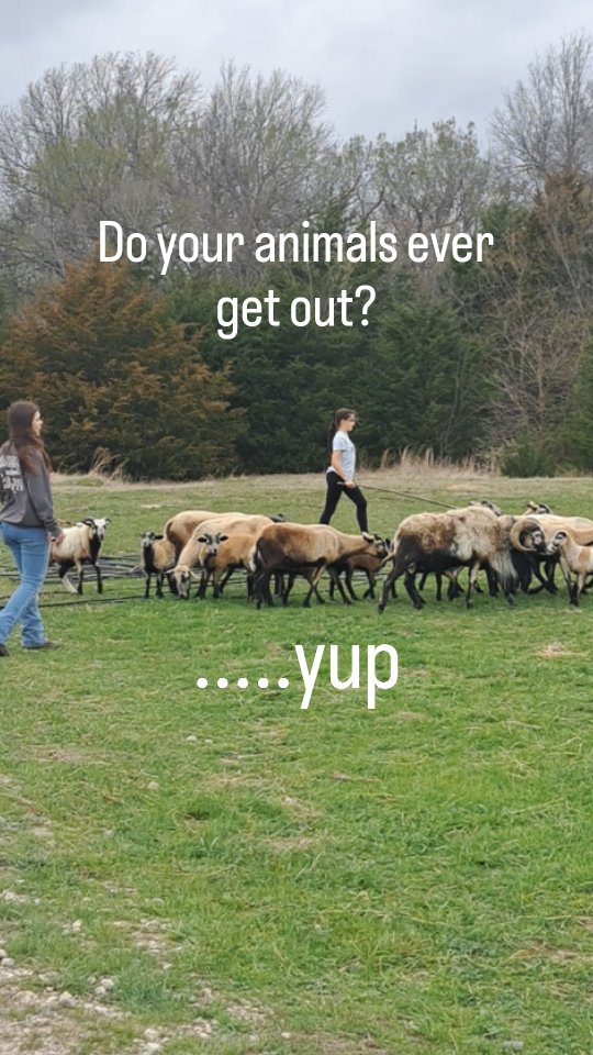 Just another Wednesday morning.....
#regenerativefarming #knowyourfarmer #supportfarmers