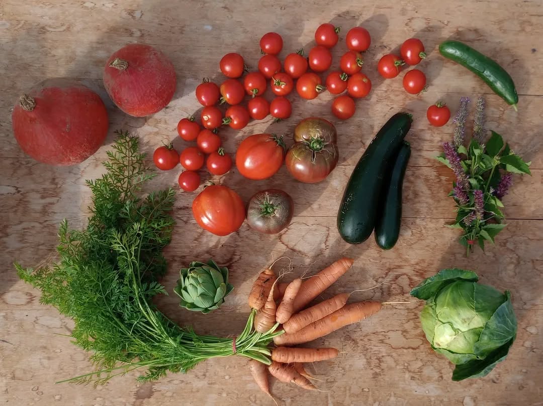 Die wilden Kisten der letzten Woche, zwischen Sommer und Herbst ☀️
#wildraum #gemüsekiste #regenerativelandwirtschaft #nopesticides #heidelberg #mannheim #supportyourlocalfarmer #queerfarmers #slowfooddeutschland