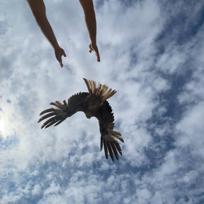 🐢 A record-breaking year for Balearic wildlife — and it's worth celebrating. 🎉
In 2025, the Balearic Islands' Wildlife Recovery Centres cared for 7,637 wild animals — the most in their history. From Hermann's tortoises 🐢 to a rare Bonelli's eagle making its first-ever appearance at a Balearic centre, the islands' vets, wardens and volunteers have been working harder than ever.
Nearly half of all animals admitted were successfully rehabilitated and returned to the wild. 🌿
Among the remarkable cases: 12 critically endangered Balearic shearwaters, a live Bonelli's eagle, and over 350 Moorish tortoises rescued from illegal captivity.
The message is clear — when communities, conservationists and citizens work together, nature wins. 💚
Read the full story at In Mallorca Magazine — link in bio. 🔗
📸 Photo - Govern de les Illes Balears
#Mallorca #WildlifeRescue #BalearicIslands #Conservation #Wildlife #Mallorca2025 #NatureMallorca #InMallorcaMagazine #BalearicWildlife #Tortoise #BonellisEagle
———————————————
🐢 Un año récord para la fauna silvestre de las Baleares — y hay mucho que celebrar. 🎉
En 2025, los Centros de Recuperación de Fauna Silvestre de las Islas Baleares atendieron a 7.637 animales salvajes — la cifra más alta de su historia. Desde tortugas mediterráneas 🐢 hasta la primera águila-azor perdicera en llegar a un centro balear, los veterinarios, agentes y voluntarios de las islas han trabajado de manera excepcional.
Casi la mitad de los animales ingresados fueron rehabilitados y devueltos a la naturaleza. 🌿
Entre los casos más destacados: 12 pardelas baleares en peligro crítico de extinción, más de 350 tortugas moras rescatadas de cautividad ilegal, y un hito histórico — la primera águila-azor perdicera registrada en un centro de recuperación balear.
El mensaje está claro — cuando comunidades, conservacionistas y ciudadanos trabajan juntos, la naturaleza gana. 💚
Lee el reportaje completo en In Mallorca Magazine — enlace en la bio. 🔗
📸 Foto - Govern de les Illes Balears
#Mallorca #FaunaSilvestre #IllesBalears #Conservación #Naturaleza #Mallorca2025 #NaturalezaMallorca #InMallorcaMagazine #FaunaBaleares #Tortuga #ÁguilaAzor