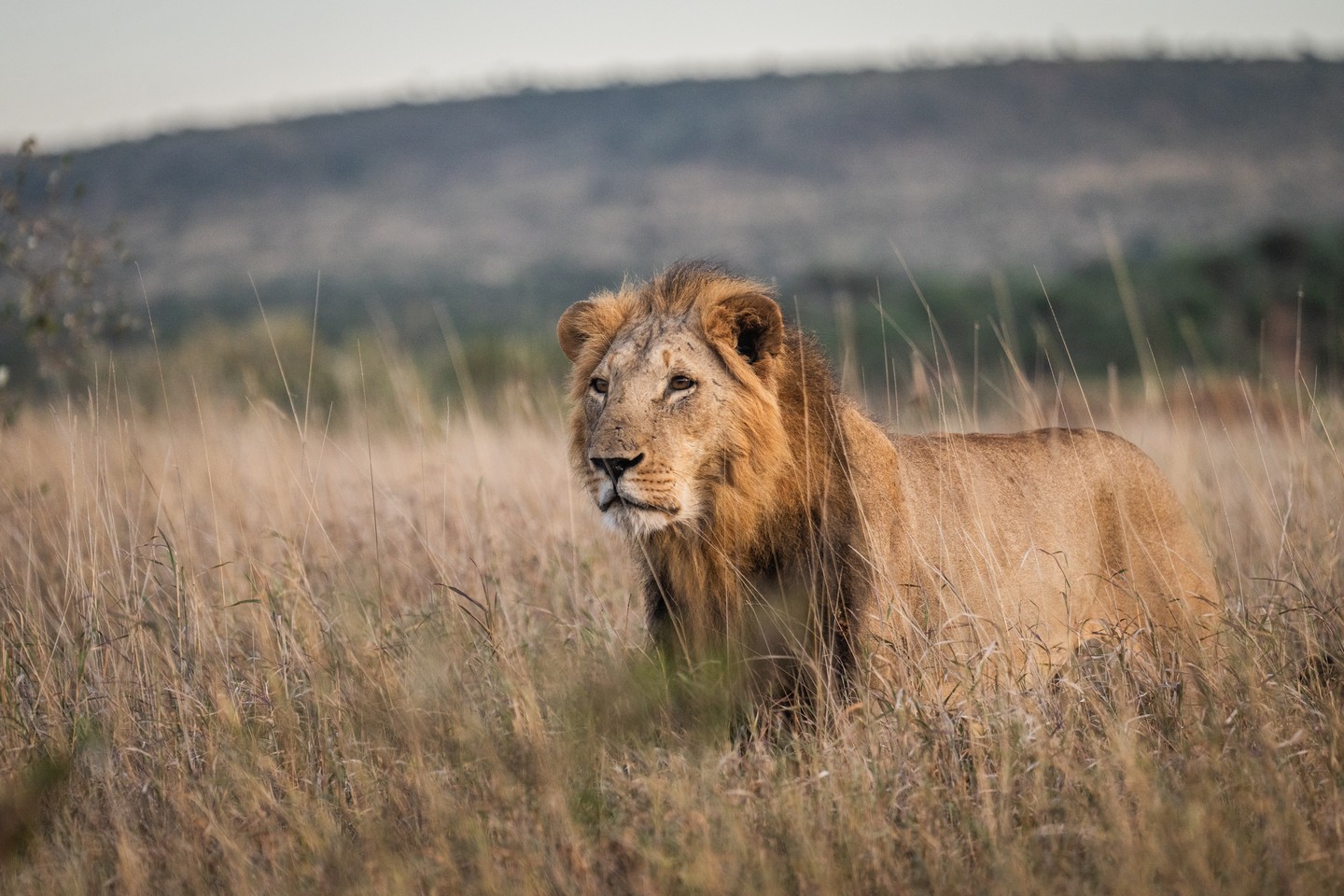 African lions are listed as Vulnerable on the IUCN Red List, and their range and numbers have dropped dramatically over recent decades. Habitat loss, shrinking prey, human-lion conflict, and fragmentation all contribute to declines across much of Africa. Without strong conservation action, lions continue to face a difficult road ahead. 
Protecting lions means protecting connected landscapes, healthy prey herds, and coexistence with communities — efforts that make a difference not just for lions, but for entire ecosystems where they sit at the top of the food chain. 
Together, science, conservation partners such as @LionLandscapes, and strong protected areas give us the best chance of keeping these majestic big cats on the landscape for generations to come. 
Photo © Jamie Lucas
#LandConnectedLifeProtected #LionConservation #WildlifeProtection #LoisabaConservancy
