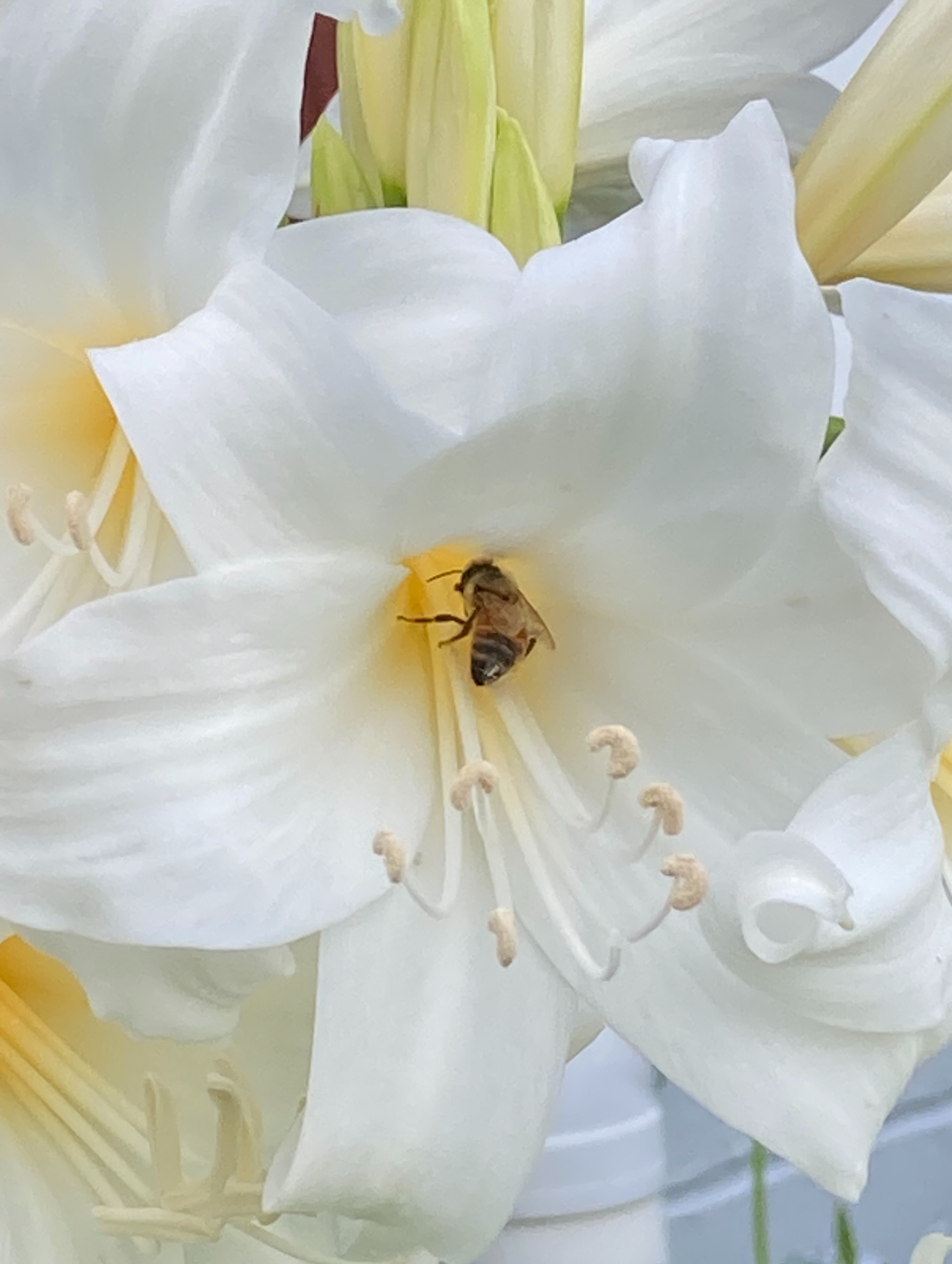 A bee walked into a lily…this bee zoomed into the lily in my garden and it completely missed the pollen … reminds me of how easy it is to overlook the wedding ceremony.
The party is amazing but the ceremony is the heart of your of your wedding, the good stuff.
As a Wollongong marriage celebrant, serving the Illawarra and South Coast, I make sure no moment is missed for the ceremony.
Ready to make your ceremony un bee liebably memorable. (😩yes I said that!!). Let’s chat.
Gabi💛🐝
#wollongongcelebrant #southcoastcelebrant #illawarraweddings