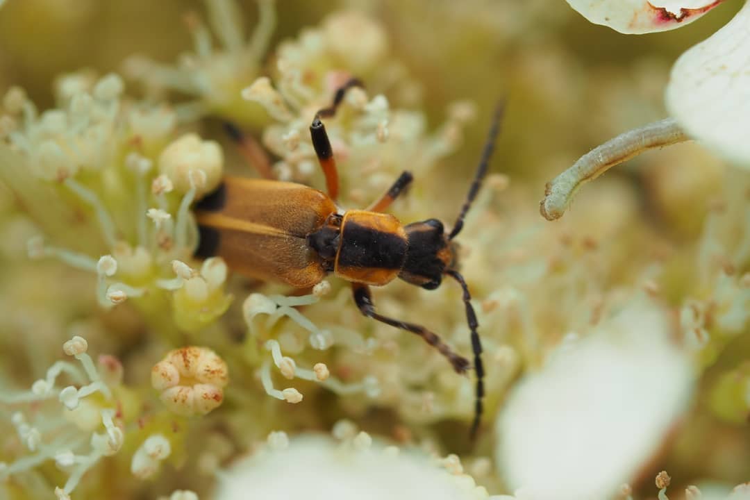 Stop and smell the flowers, you may spot a 🐛
.
.
.
.
#Flowers #Bees #Beatles #Caterpillar #Macro #MacroPhotography #MacroFlower