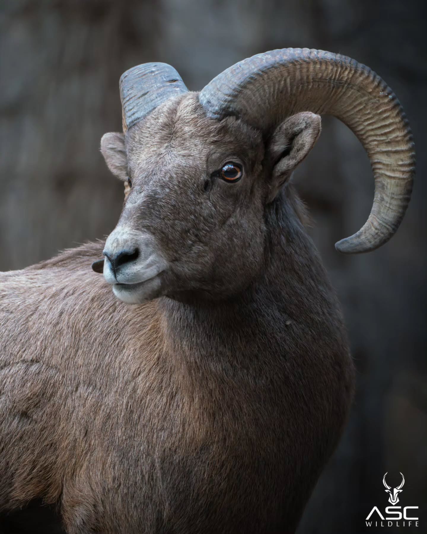 Younger Ram portrait. It's amazing to watch these animals work during the rut. Chasing the ewes around and competing for dominance.
Photography by @ascwildlife
.
.
.
#wildlifephotography #naturelovers #ram #rut #SouthDakota