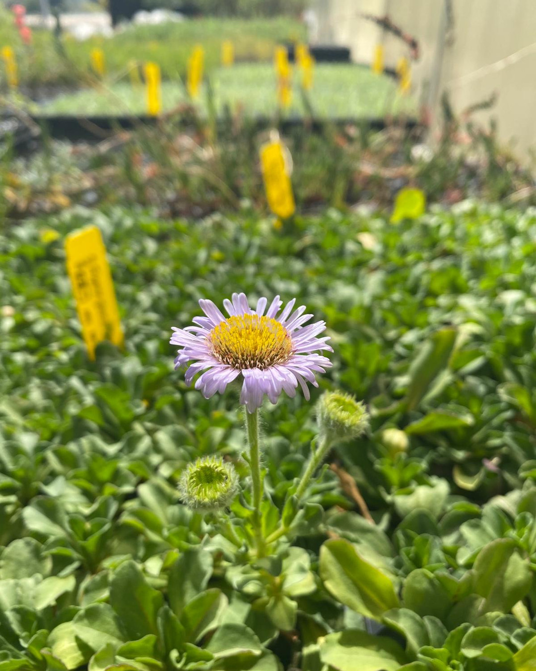 Spring is here! (almost...) And Natives are starting to bloom!
🌸 Spring is just around the corner, and our Natives are getting ready to bloom! 🌼 Visit our website to explore our native plant selection! 🌿✨ https://moosacreek.com #SpringBlossoms #NativePlants